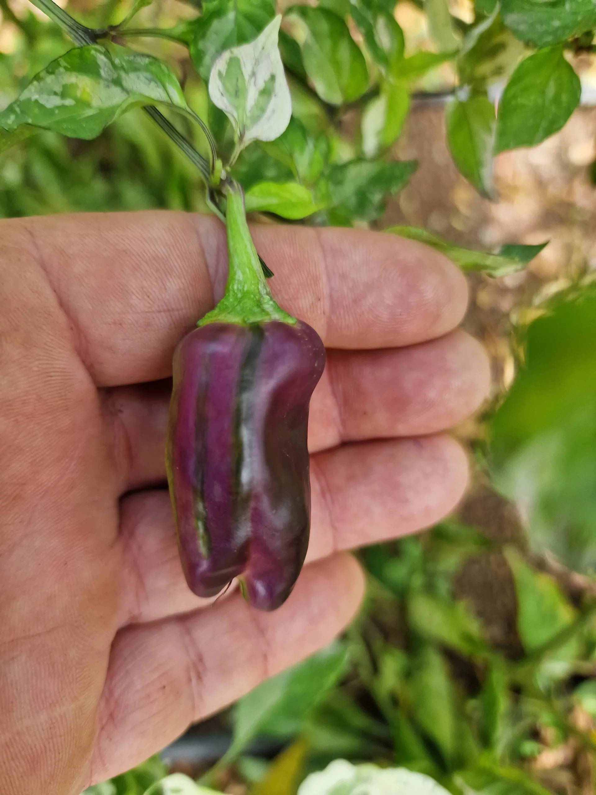 Bryan's Blood Chilli Seeds - Image 8