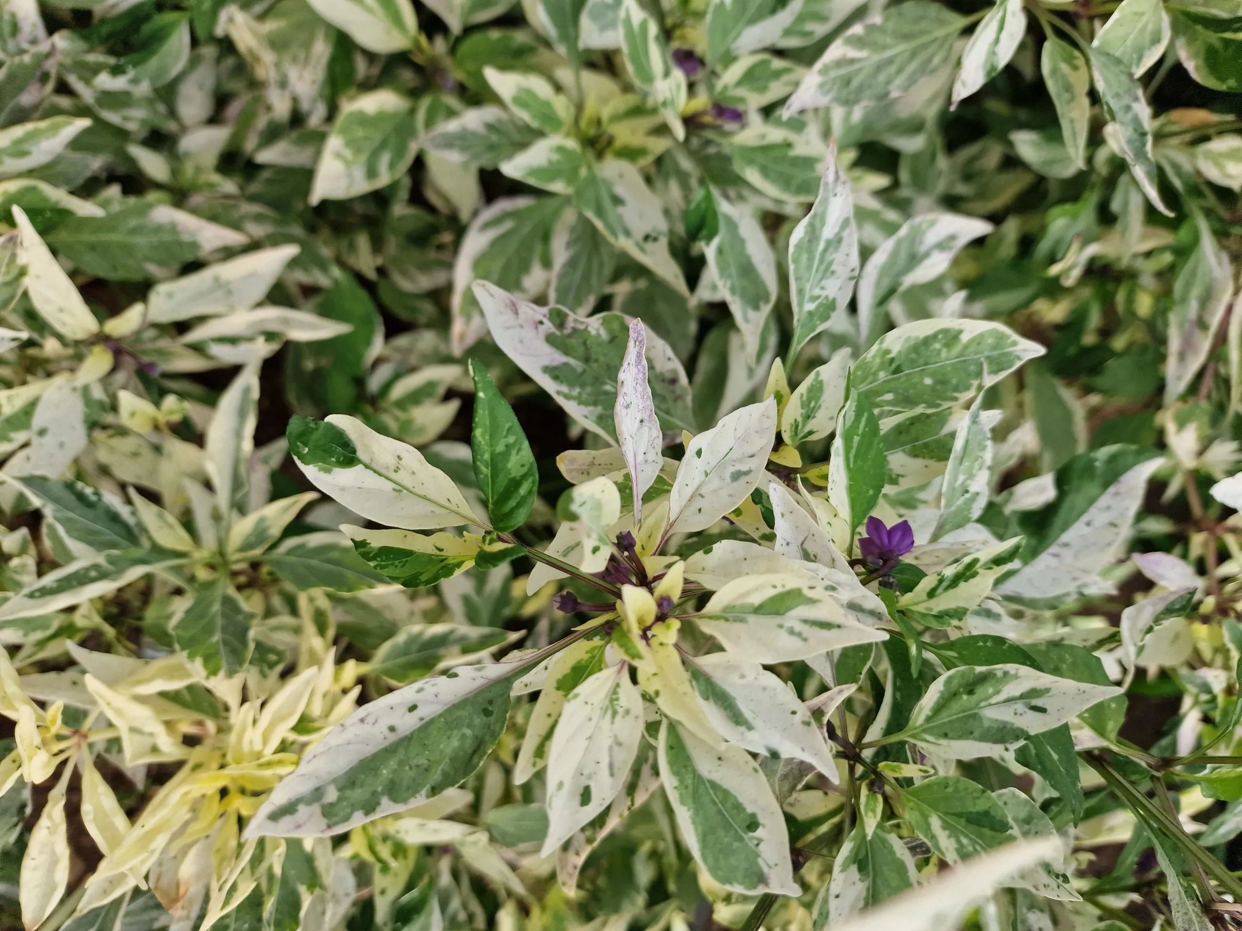 Bryan's Blood Chilli Seeds - Image 9