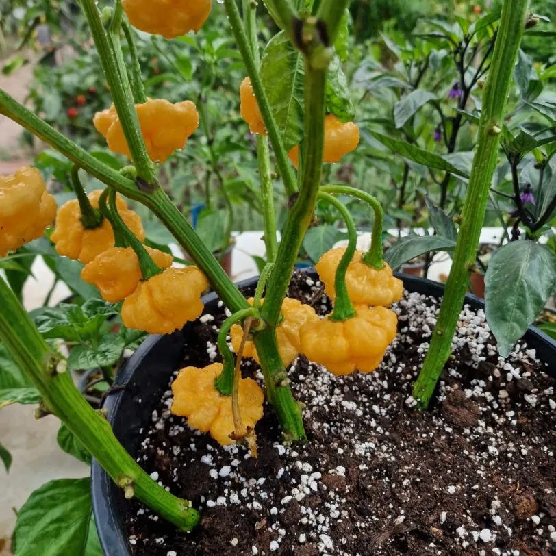 Khang Starr Triple Pack Seeds - Lemon Starrburst - Peach Starrkist - Scarlet Rose - White Thai - 40 Fresh Seeds - Image 6