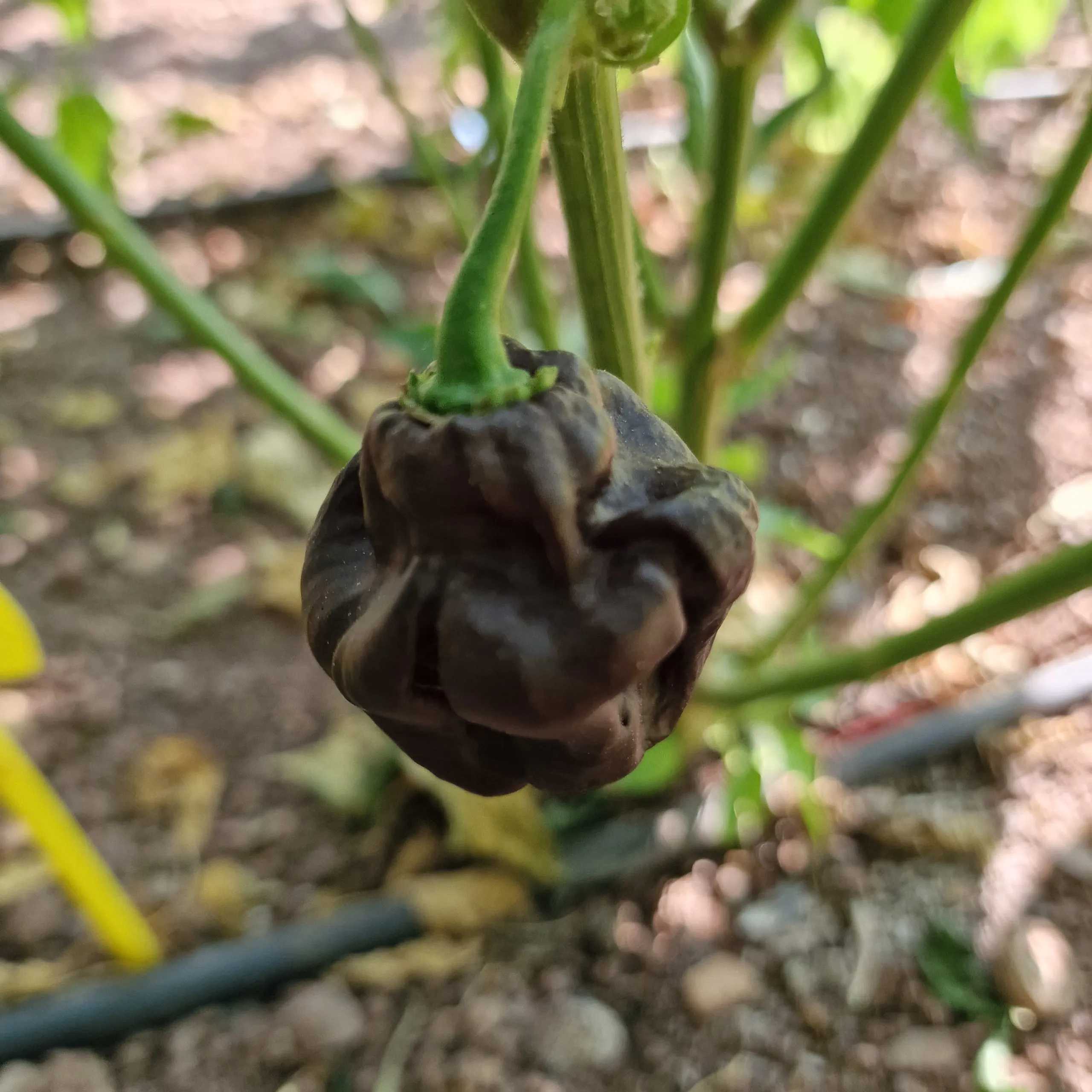 Swiss Chocolate Habanero Chilli Seeds - Image 6