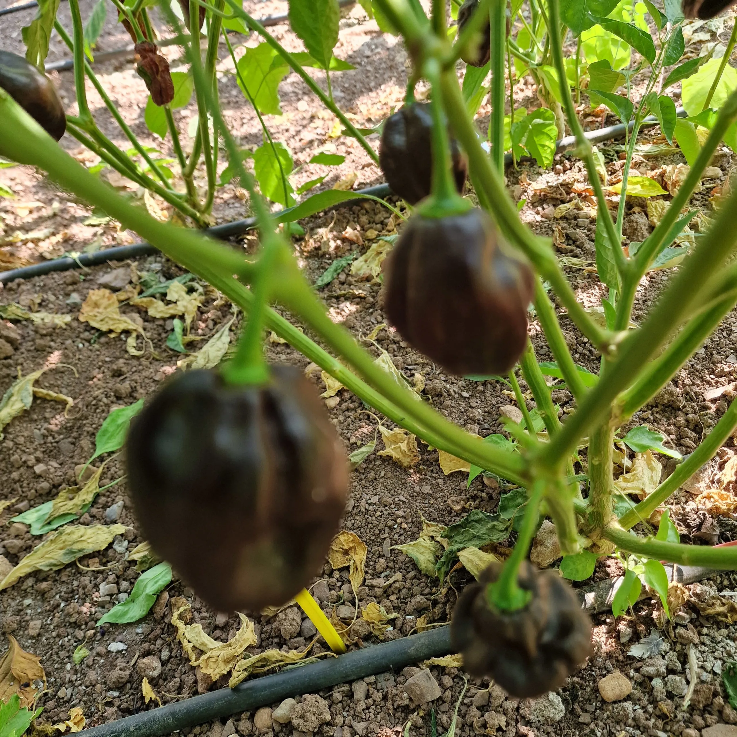 Swiss Chocolate Habanero Chilli Seeds - Image 7