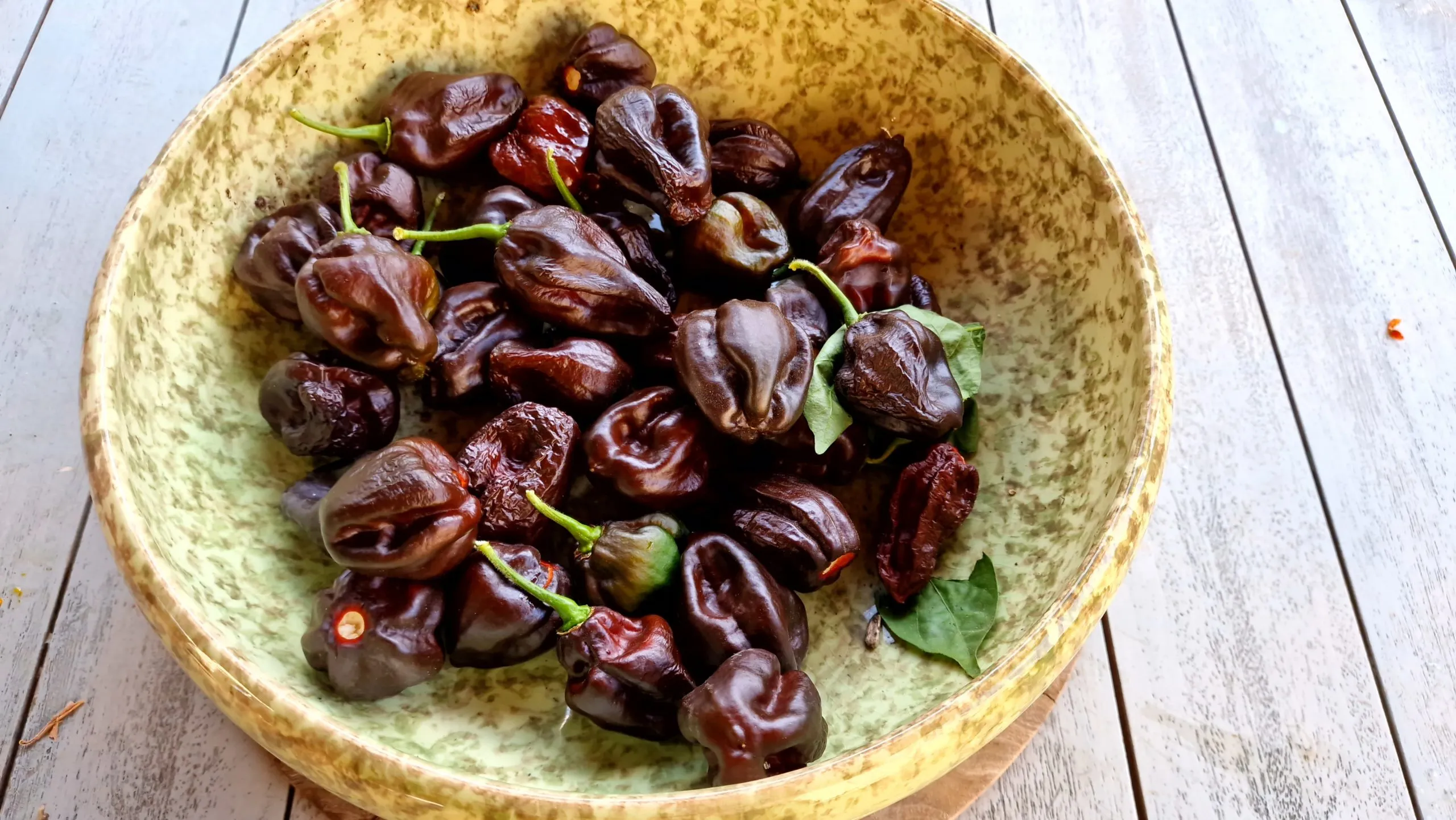 Swiss Chocolate Habanero Chilli Seeds - Image 8