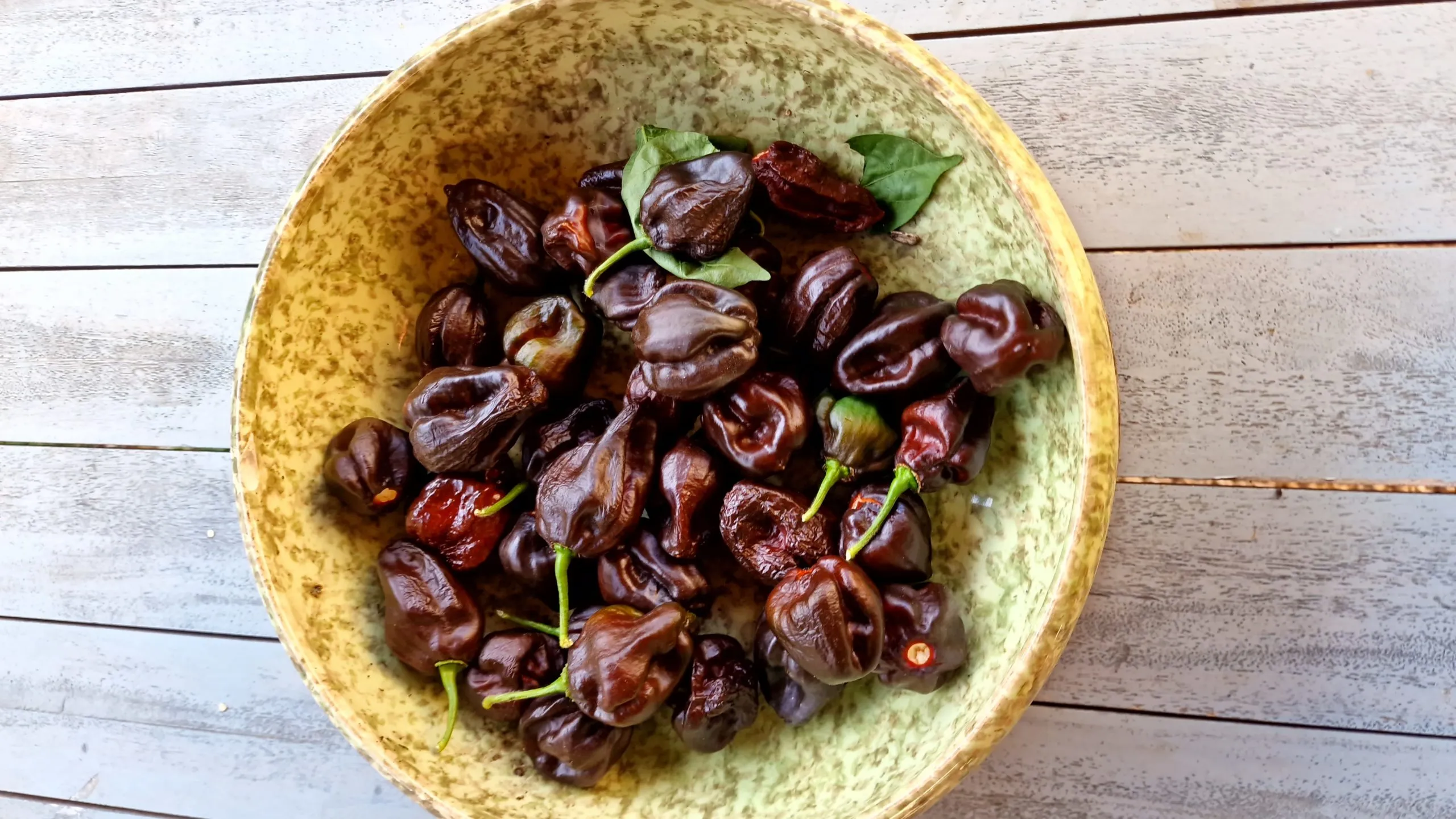 Swiss Chocolate Habanero Chilli Seeds - Image 3