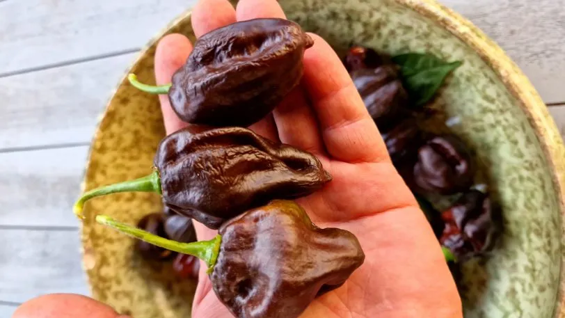 Swiss Chocolate Habanero Chilli Seeds