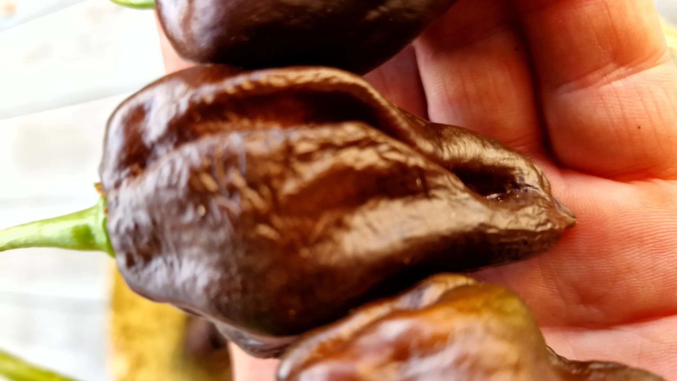 Swiss Chocolate Habanero Chilli Seeds - Image 4