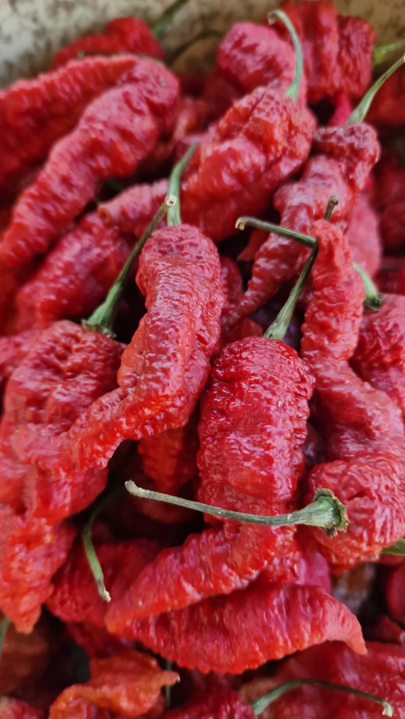Leviathan Gnarly Chocolate Chilli Seeds - Image 3