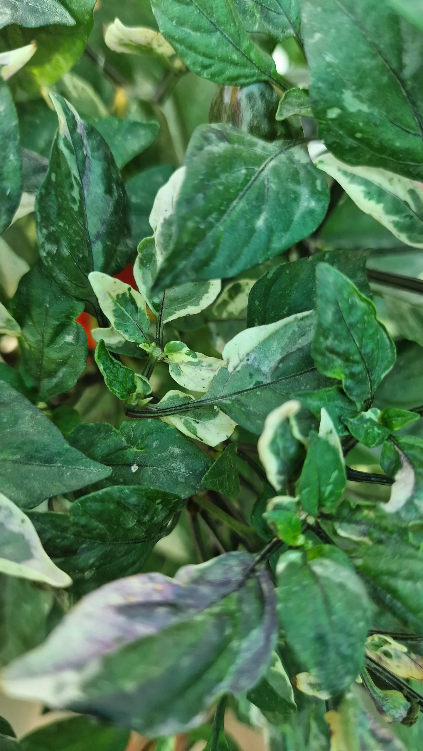 Scarlett Variegated X Purple Flash Chilli Seeds - Image 9