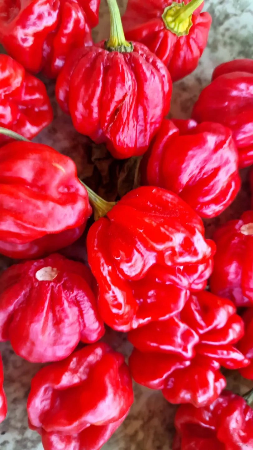 Habanero Galapagos (Isabela Island Habanero) Chilli Seeds - Image 2