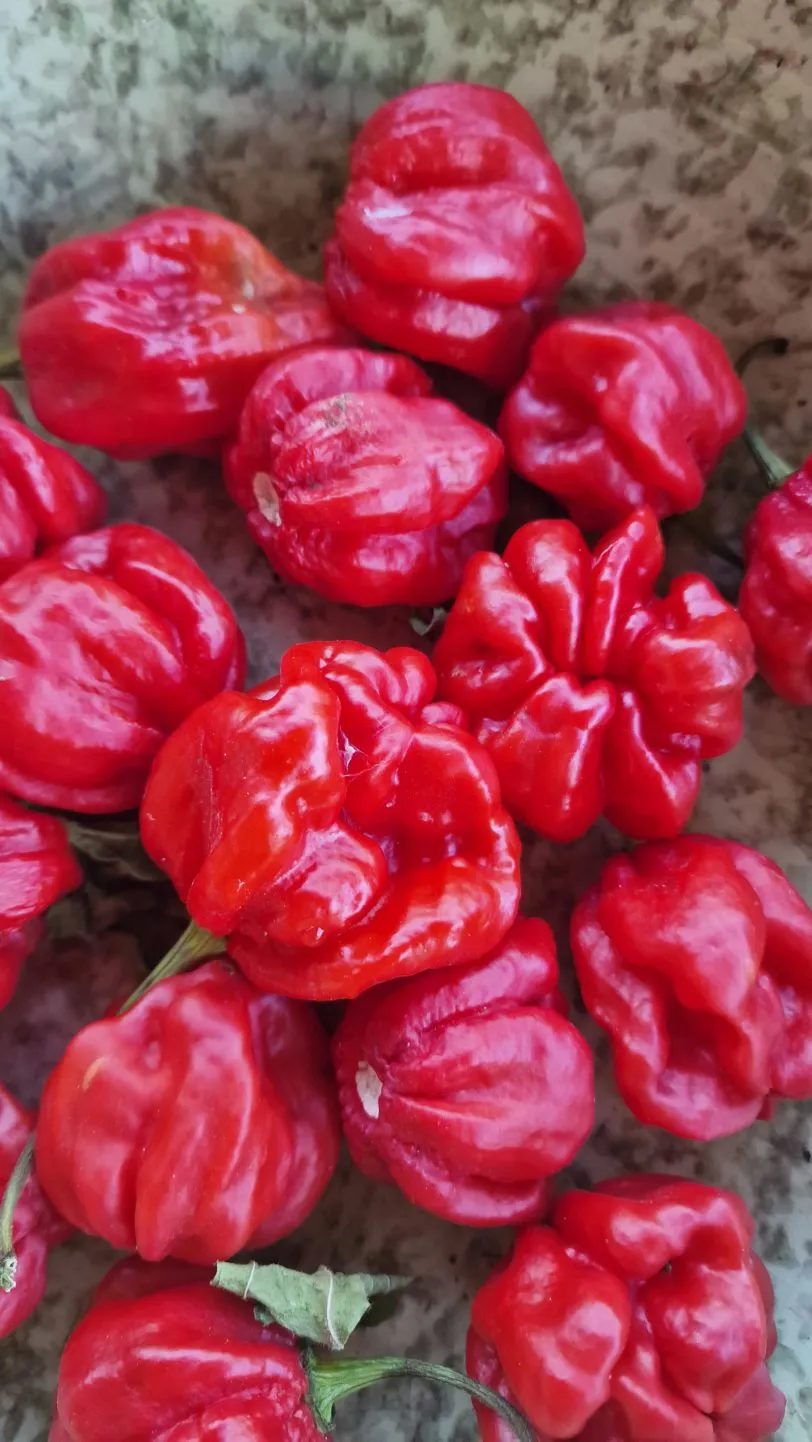 Habanero Galapagos (Isabela Island Habanero) Chilli Seeds - Image 3