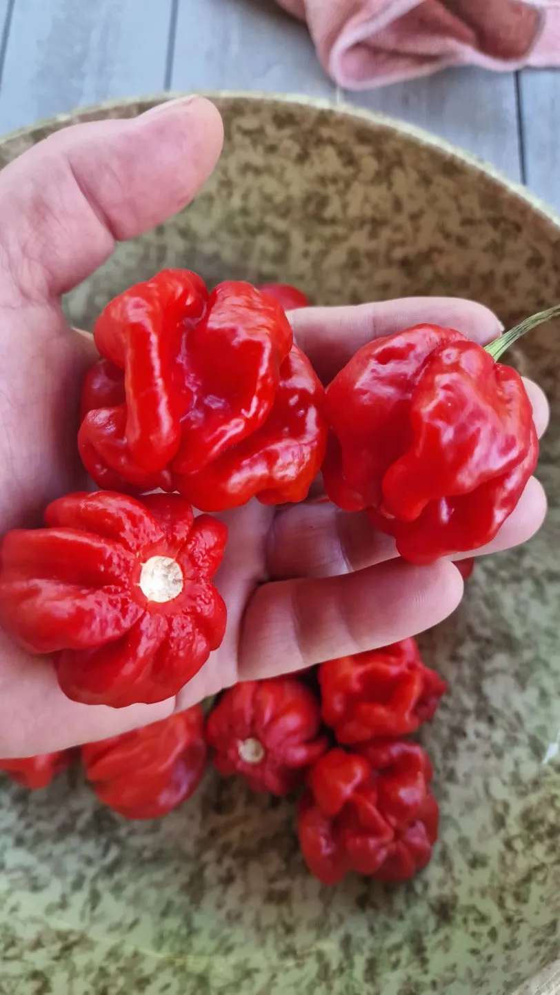 Habanero Galapagos (Isabela Island Habanero) Chilli Seeds - Image 4
