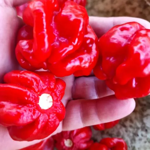 Isabela Island Habanero Chilli Seeds