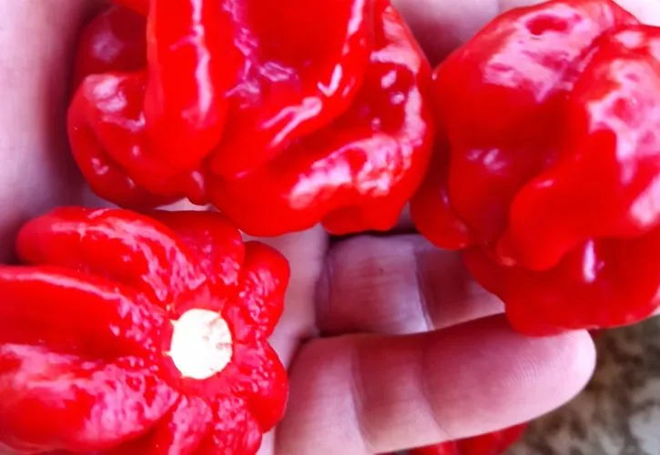 Isabela Island Habanero Chilli Seeds