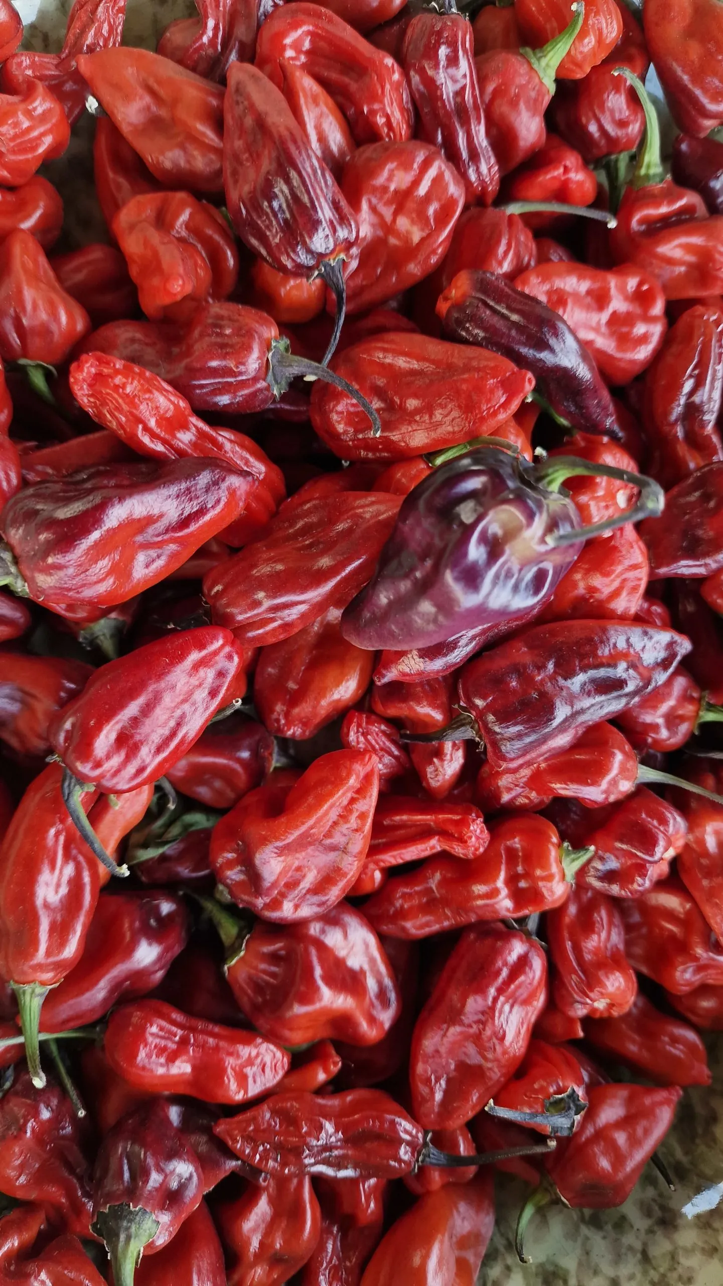 Naga Smooky Rainbow Chilli Seeds - Image 3