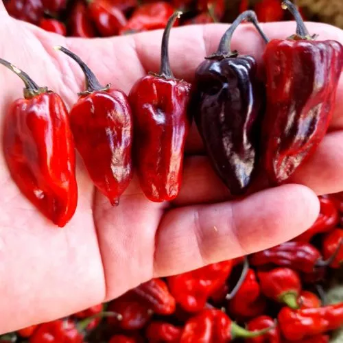 Naga Smooky Rainbow Chilli Seeds