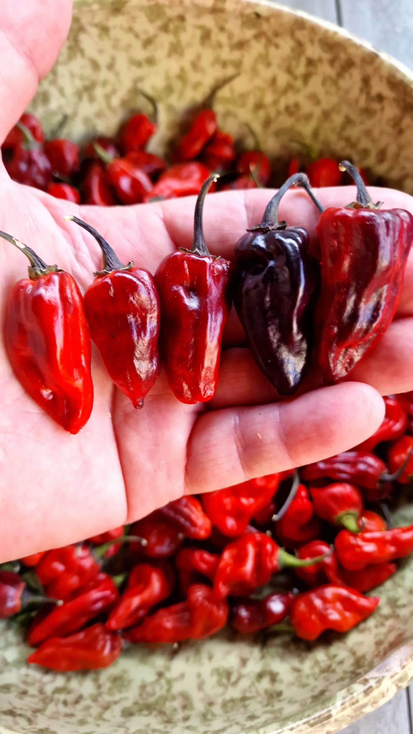 Naga Smooky Rainbow Chilli Seeds