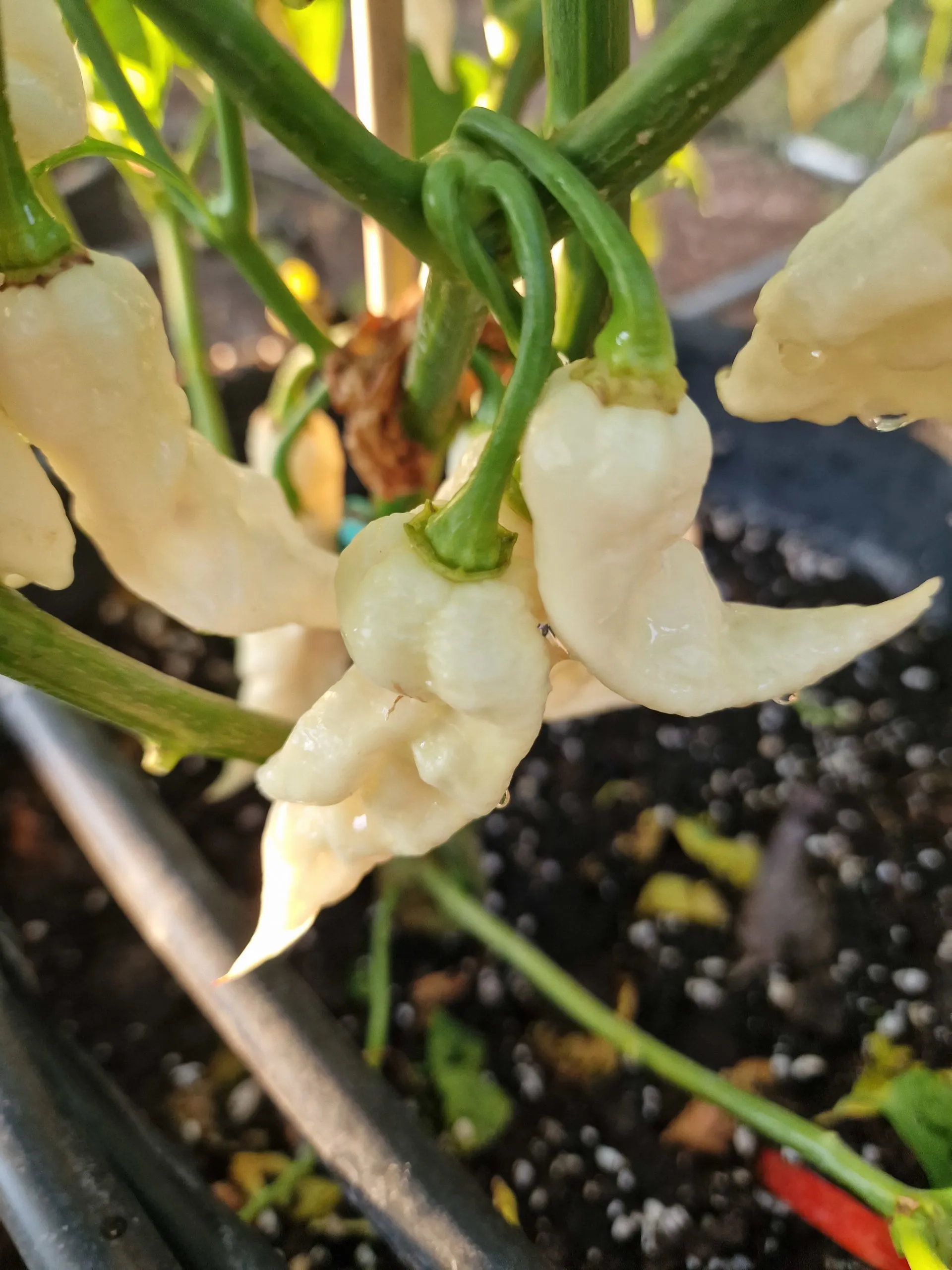 White Knight Chilli Seeds - Jays White Ghost Scorpion - Image 5