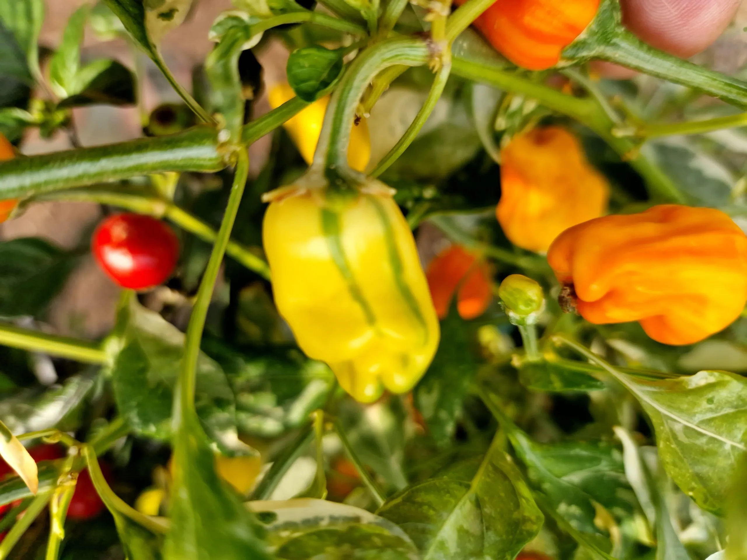 Fish Pepper Orange Chilli Seeds - Image 2