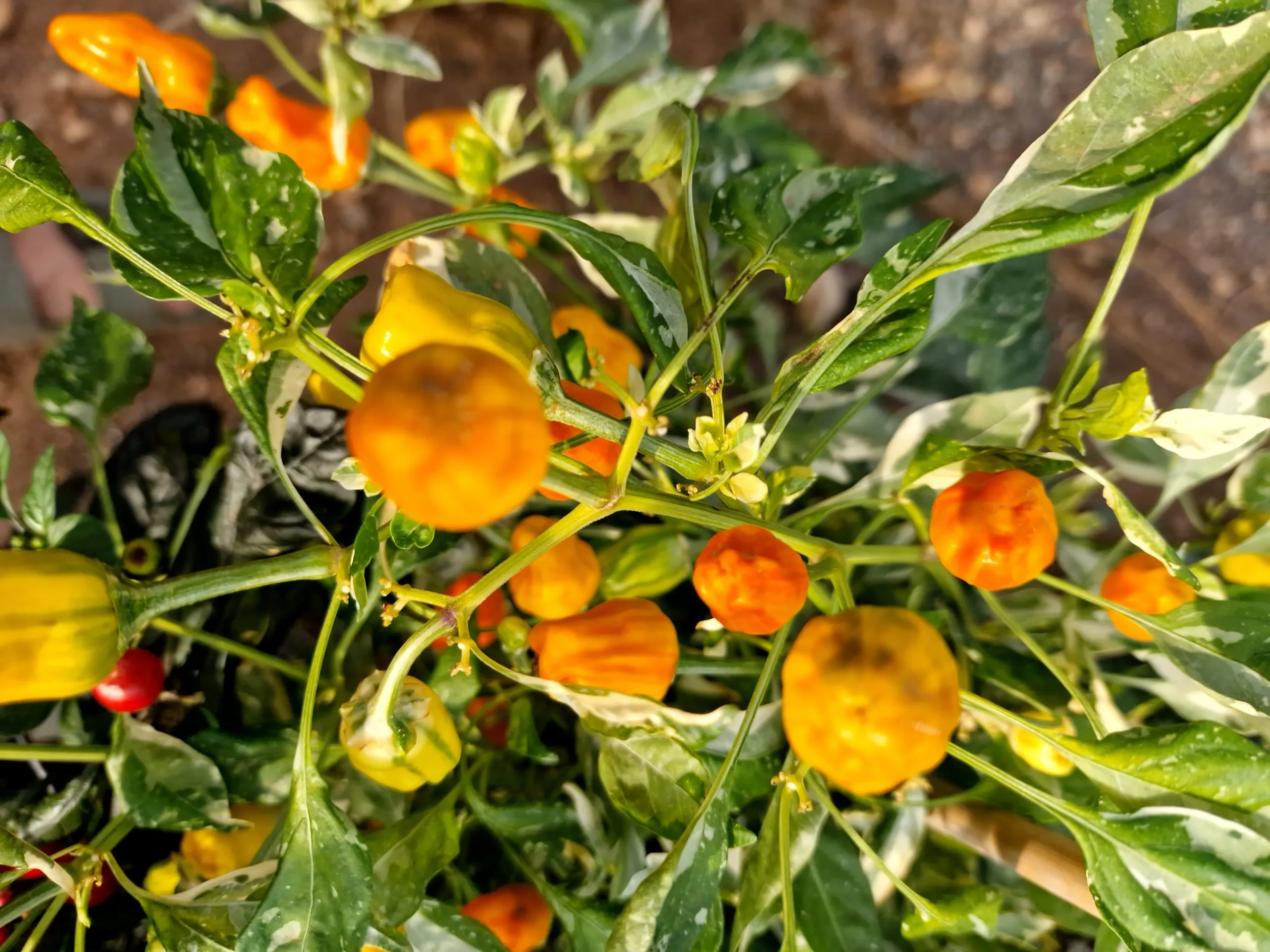 Fish Pepper Orange Chilli Seeds - Image 3