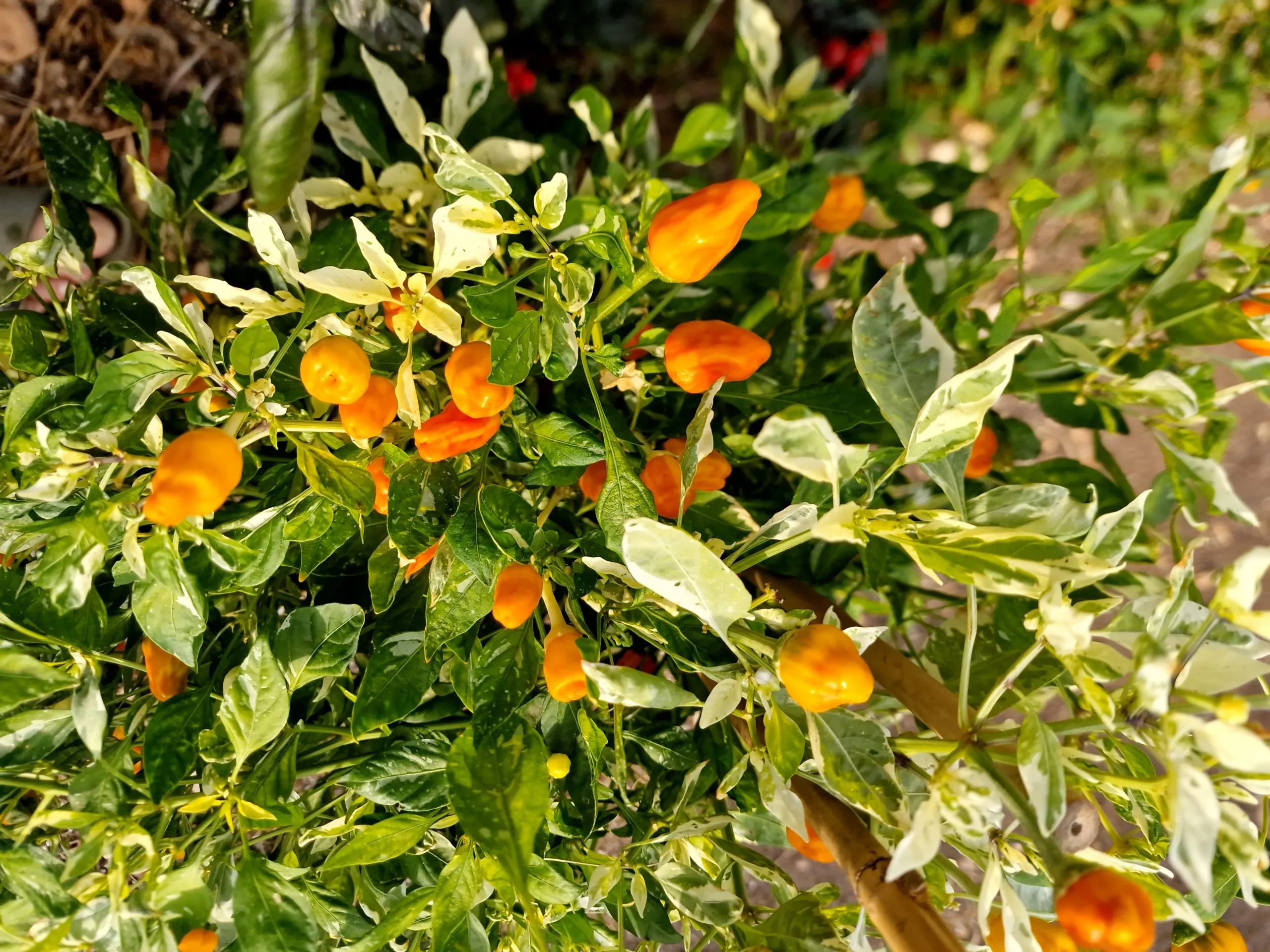 Fish Pepper Orange Chilli Seeds - Image 5