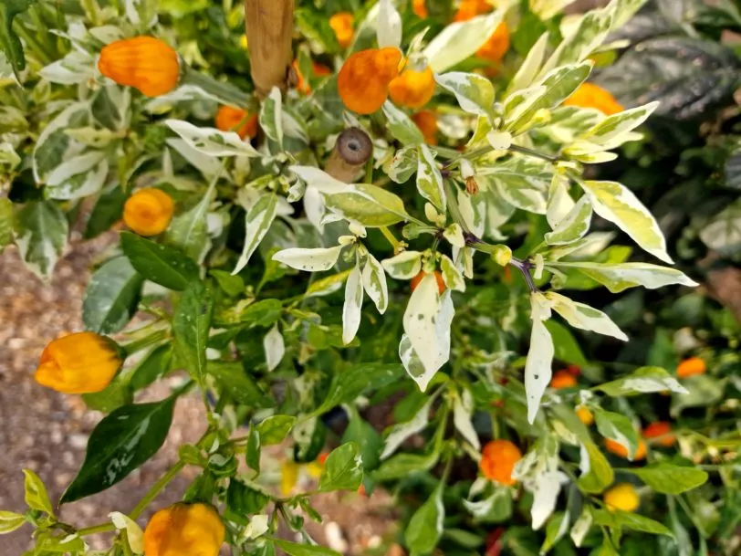 Fish Pepper Orange Chilli Seeds - Image 7