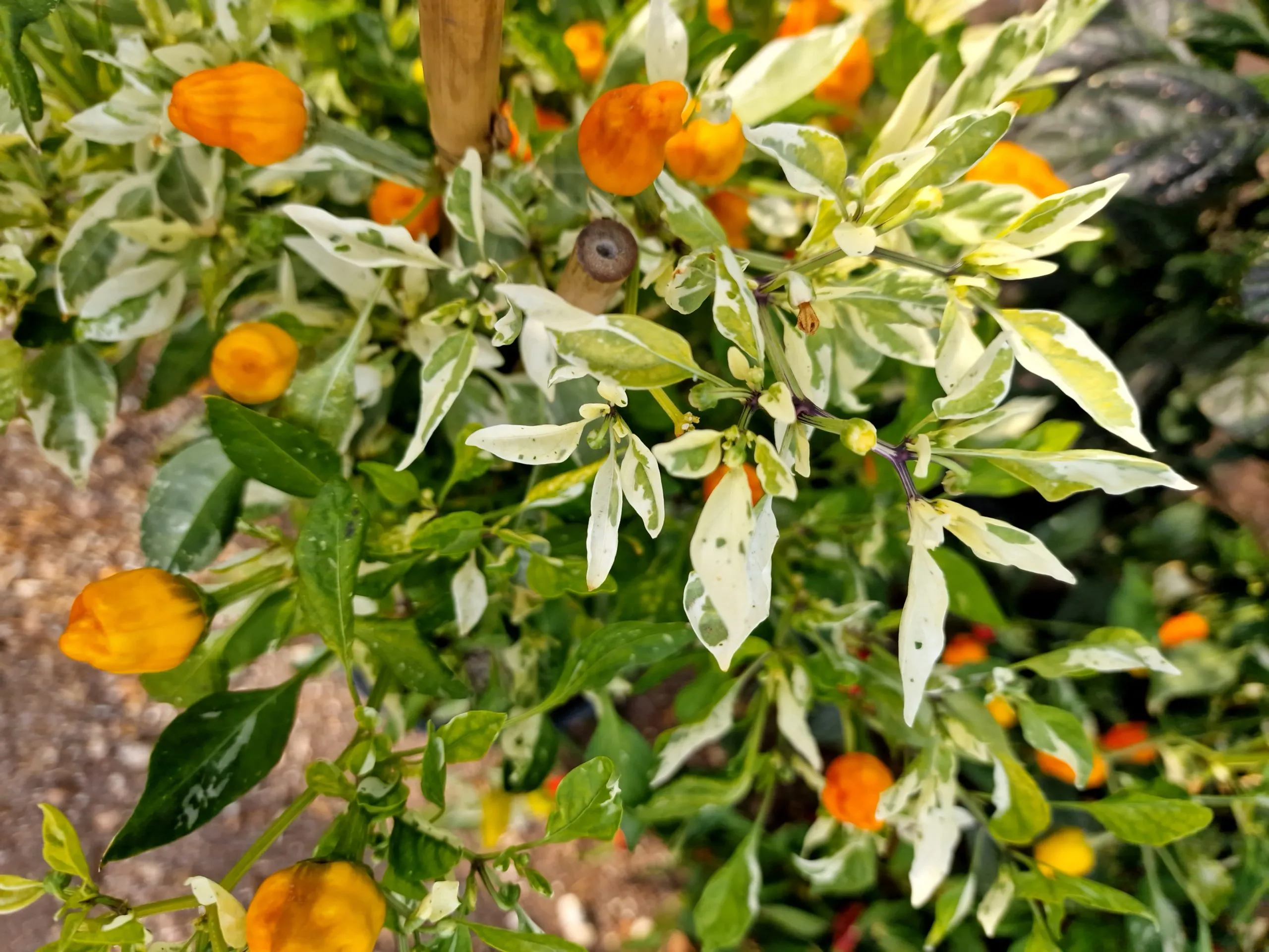 Fish Pepper Orange Chilli Seeds - Image 7