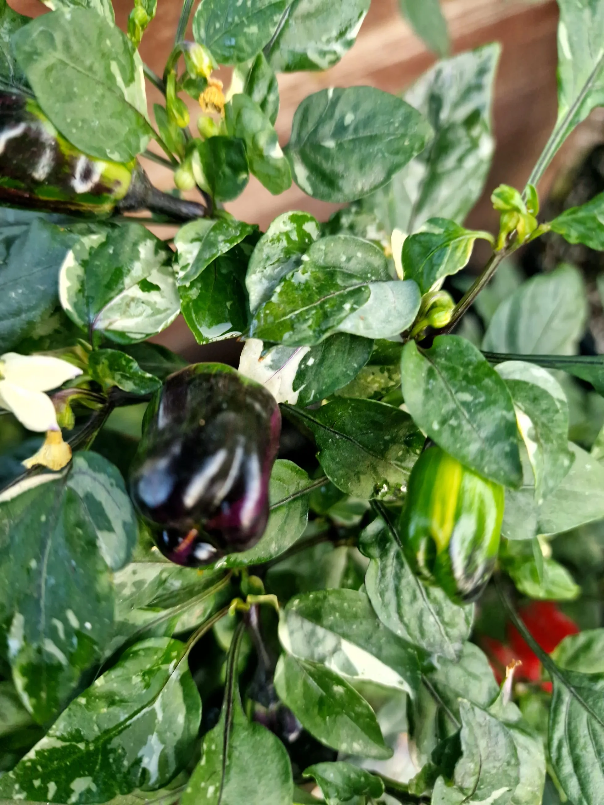 Scarlett Variegated X Purple Flash Chilli Seeds - Image 4