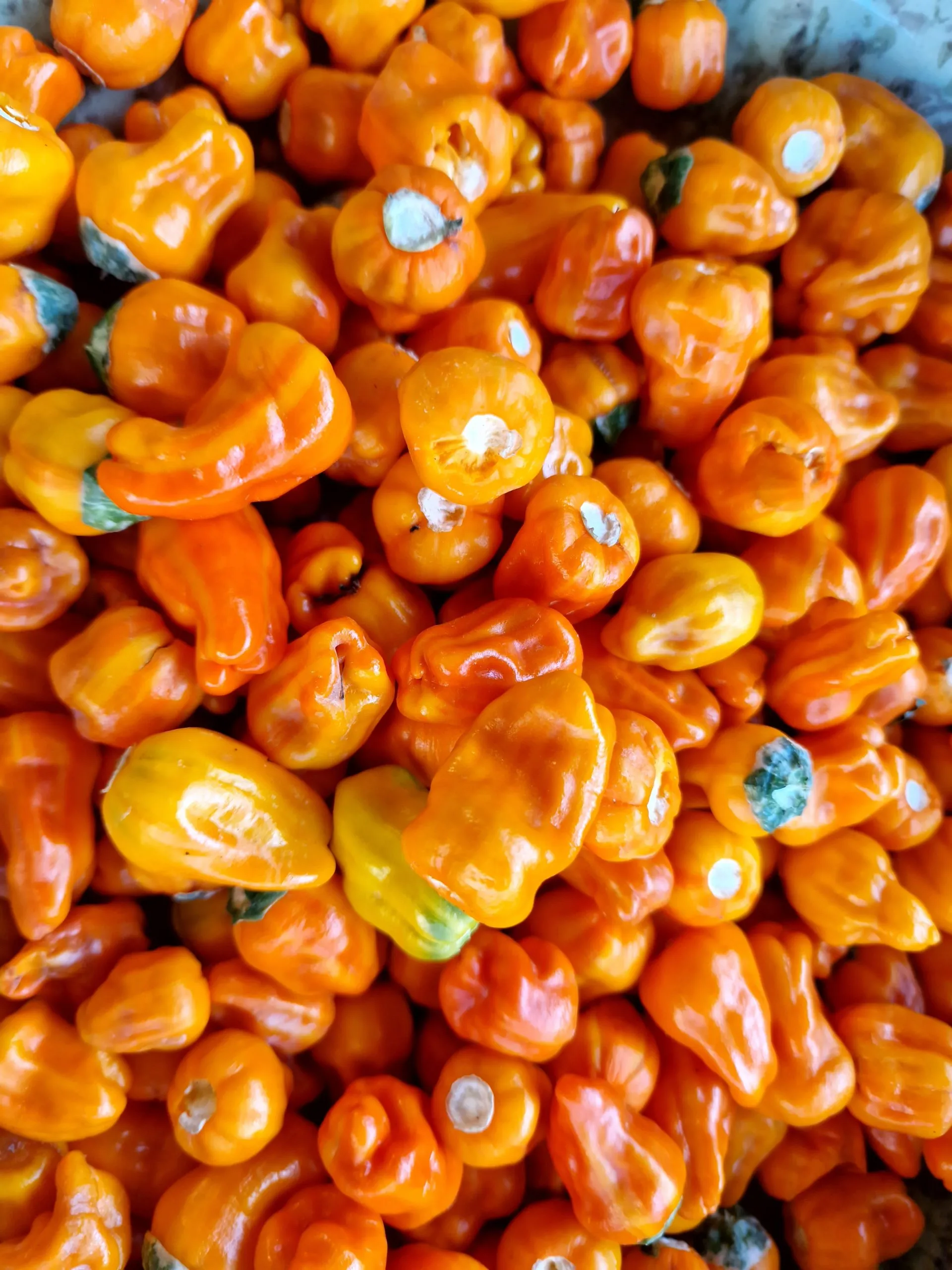 Fish Pepper Orange Chilli Seeds - Image 4