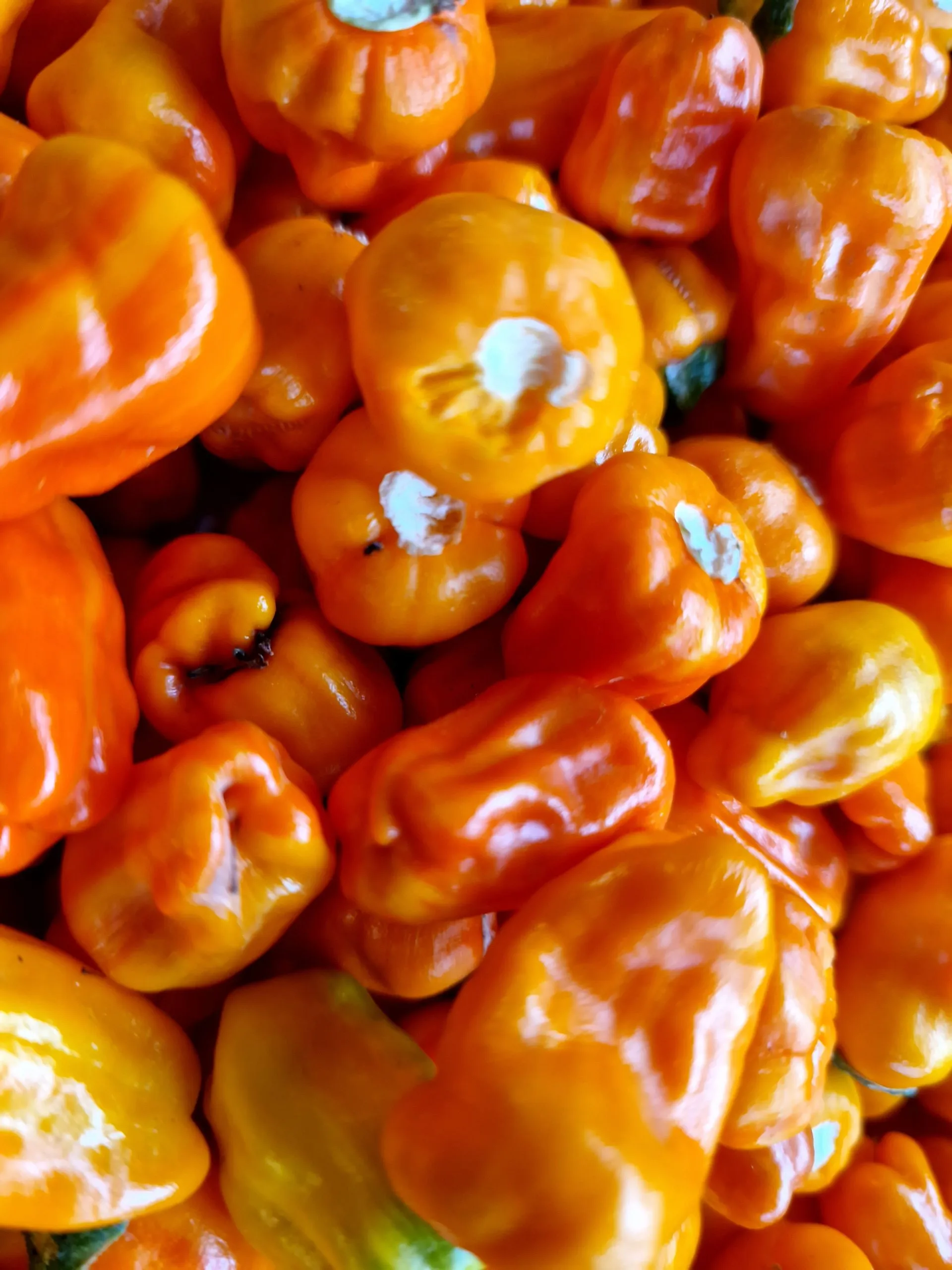 Fish Pepper Orange Chilli Seeds - Image 6