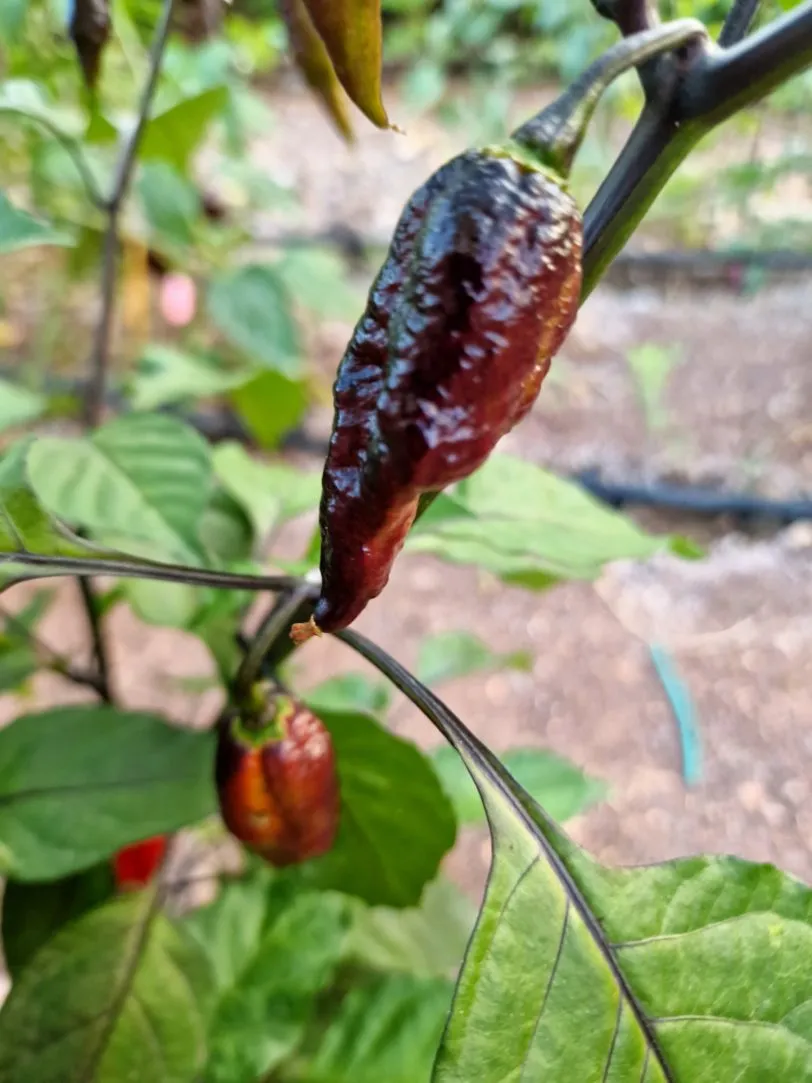 Blood Ghost Chilli Seeds - Image 3