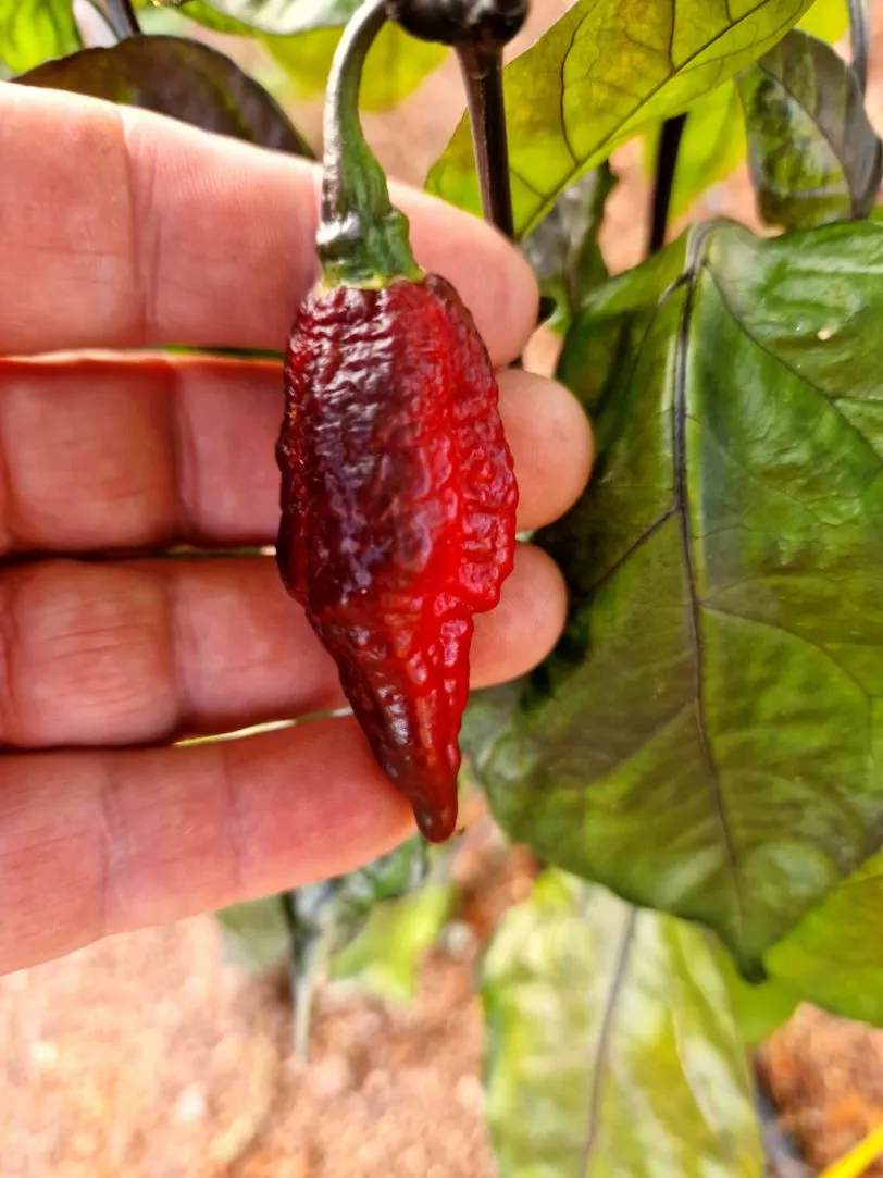 Blood Ghost Chilli Seeds - Image 8