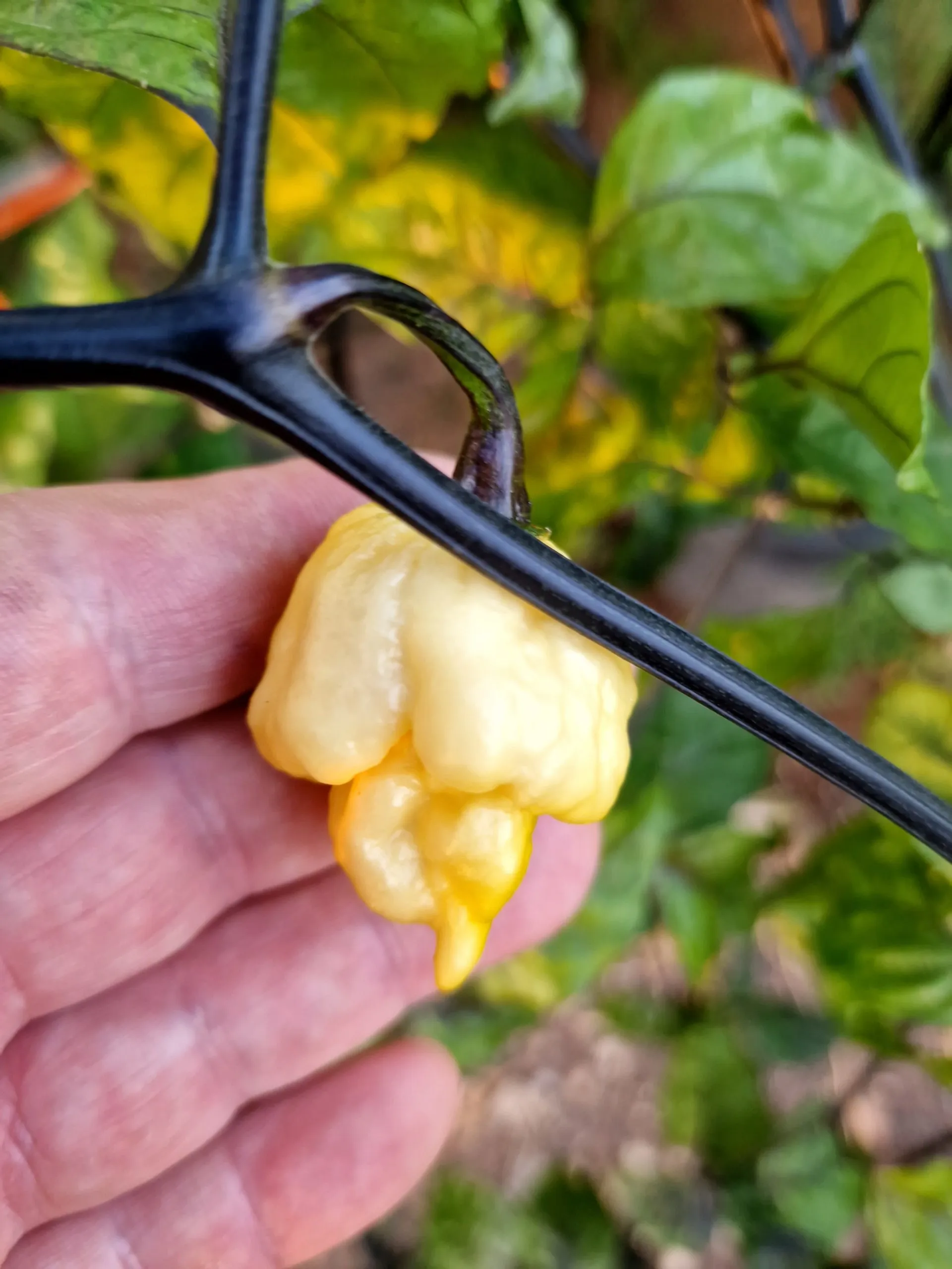 Da Hulk Chilli Seeds - Image 7