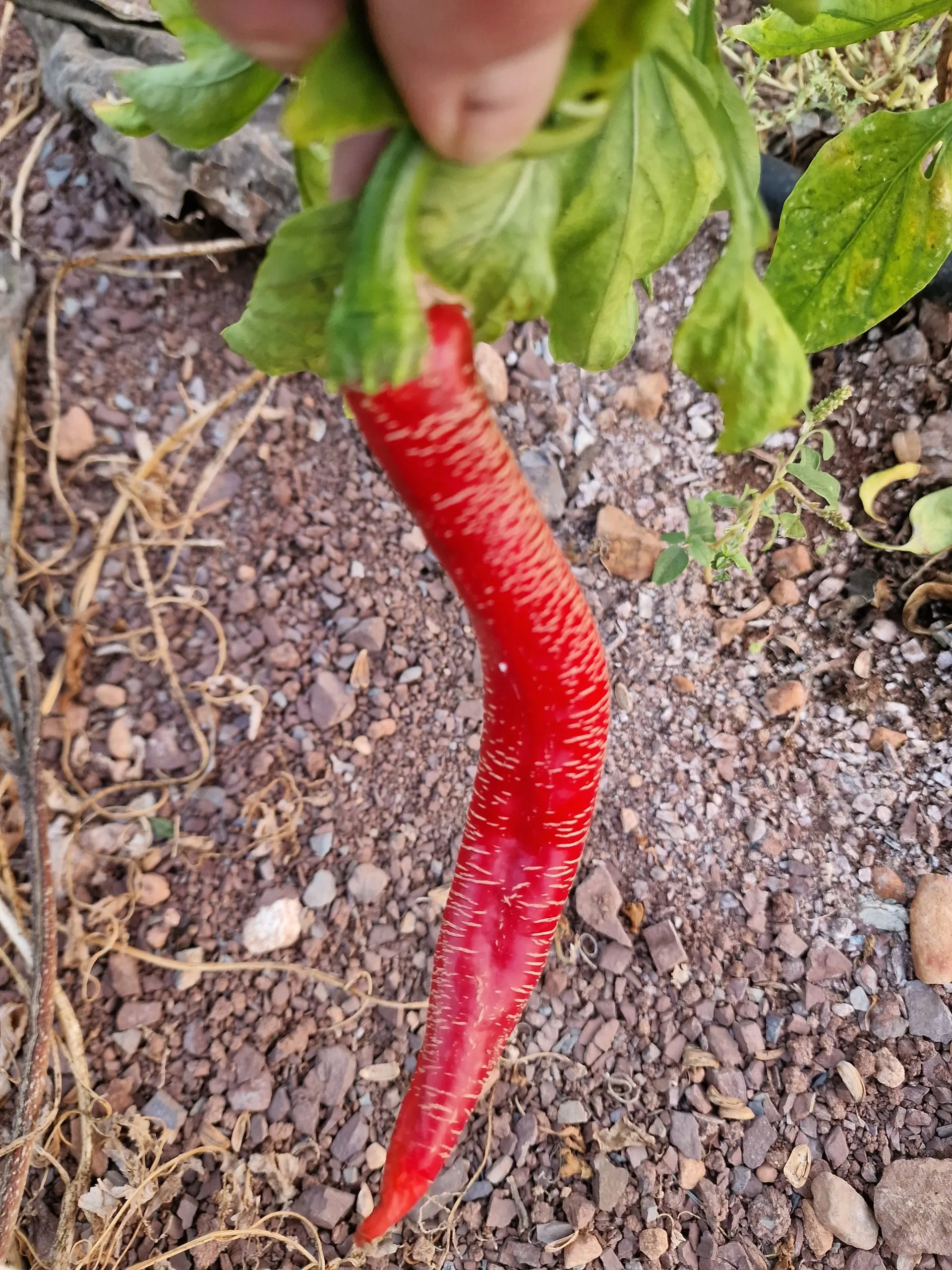 Rezha Macedonian Chilli Seeds - Image 3
