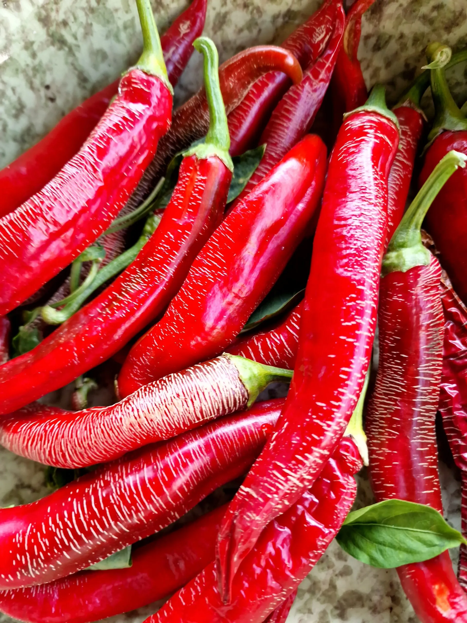 Rezha Macedonian Chilli Seeds - Image 4