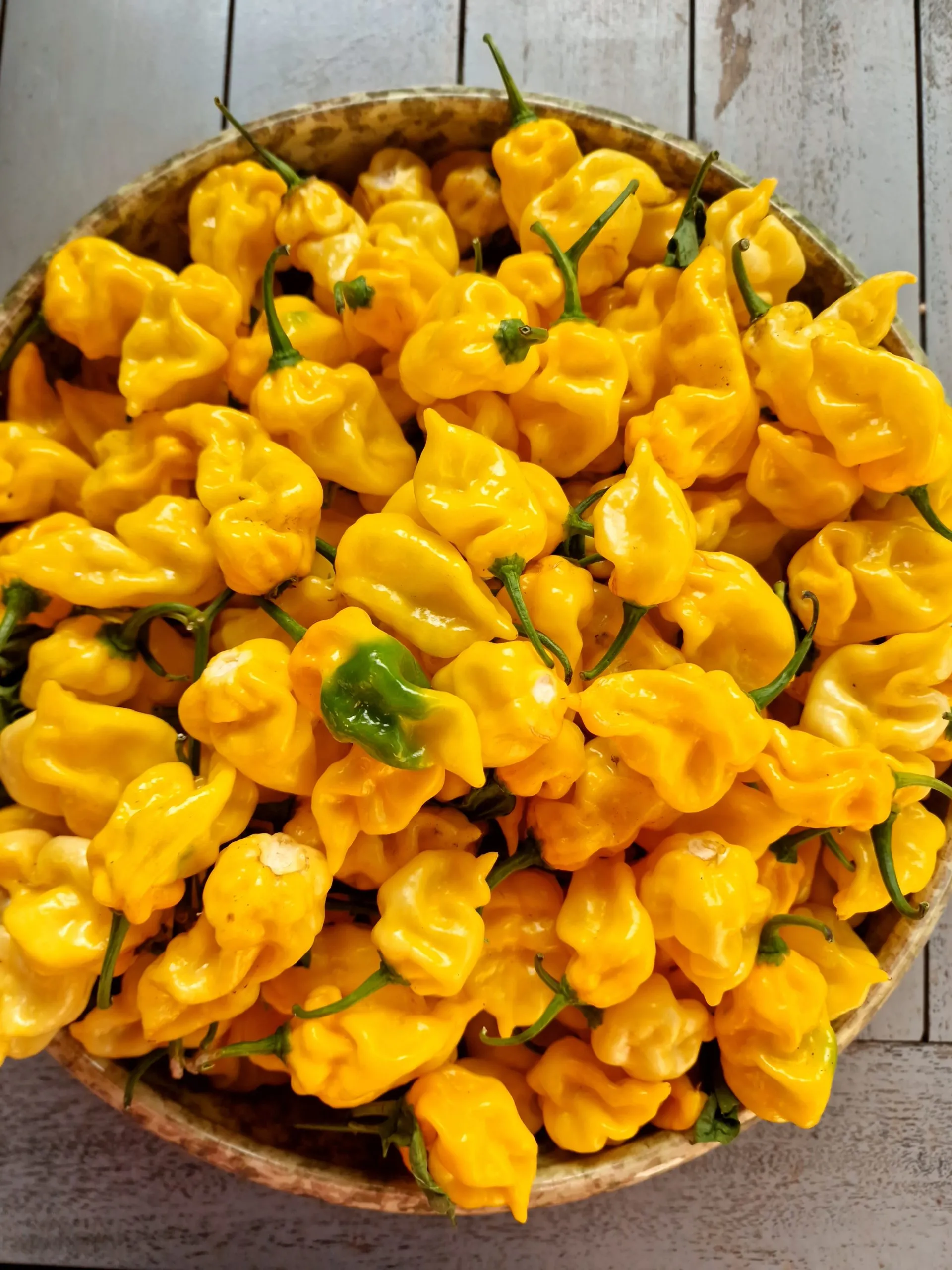 Habanero Hot Lemon Chilli Seeds