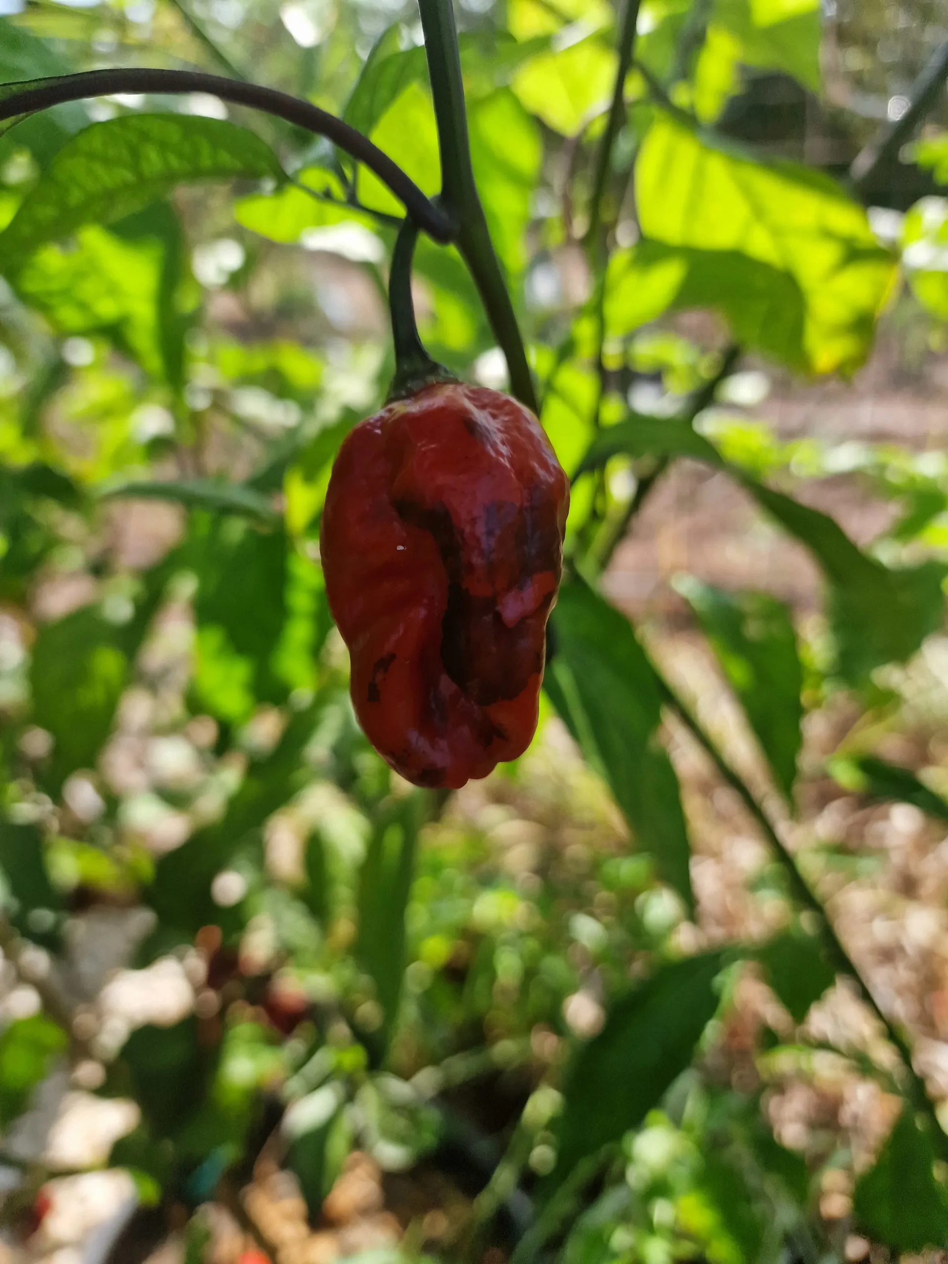 Maldivian Heart x Purple Bhut Chilli Seeds - Image 2