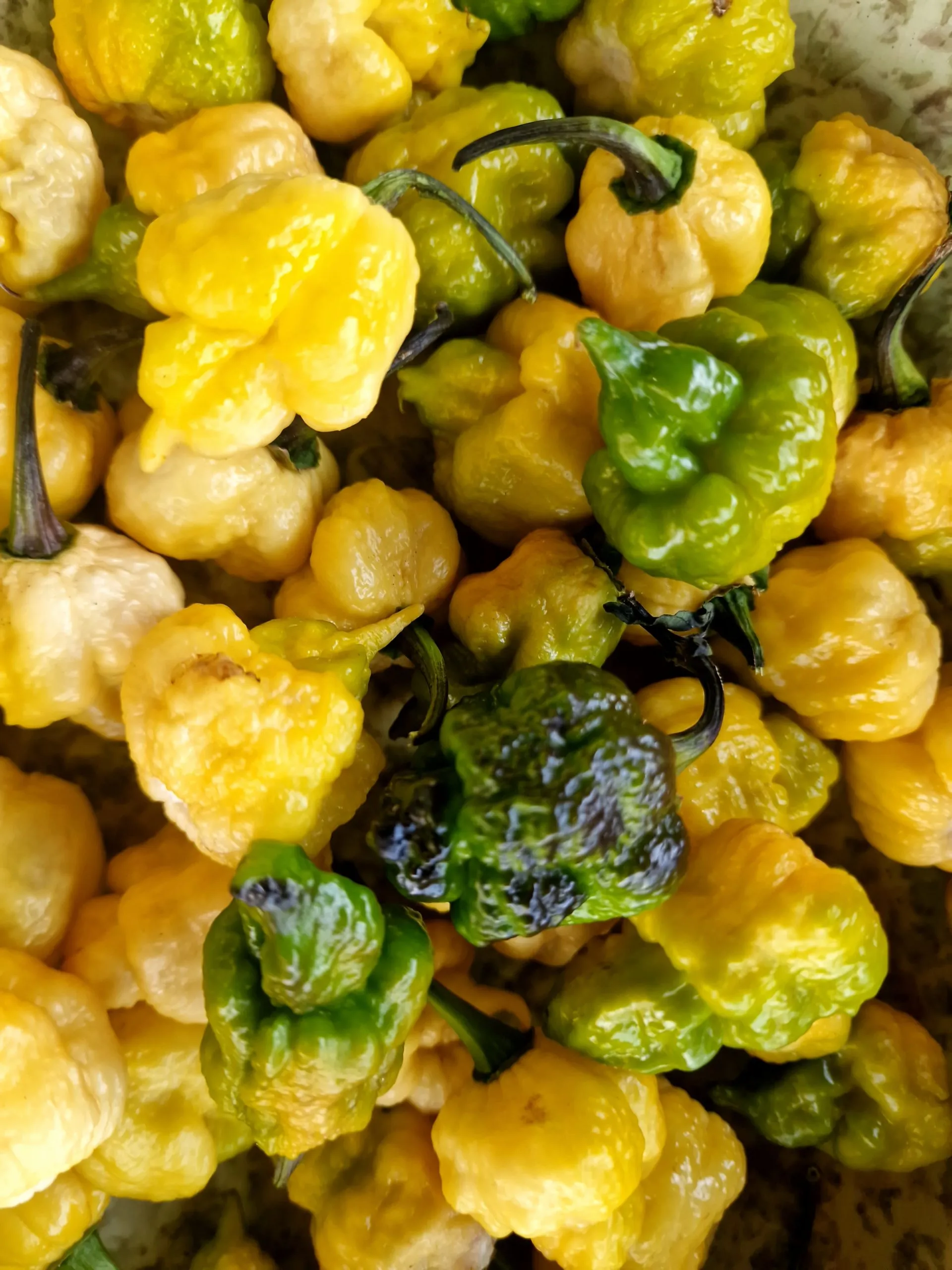 Da Hulk Chilli Seeds - Image 5