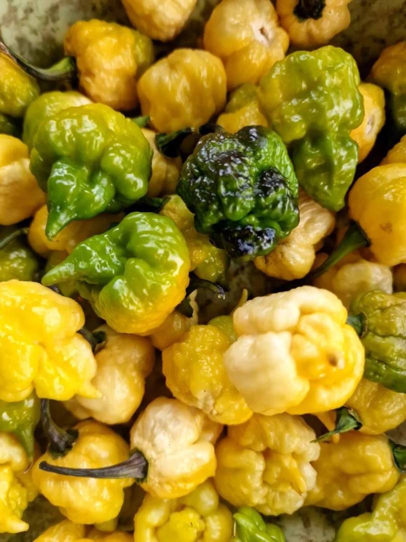 Da Hulk Chilli Seeds - Image 8