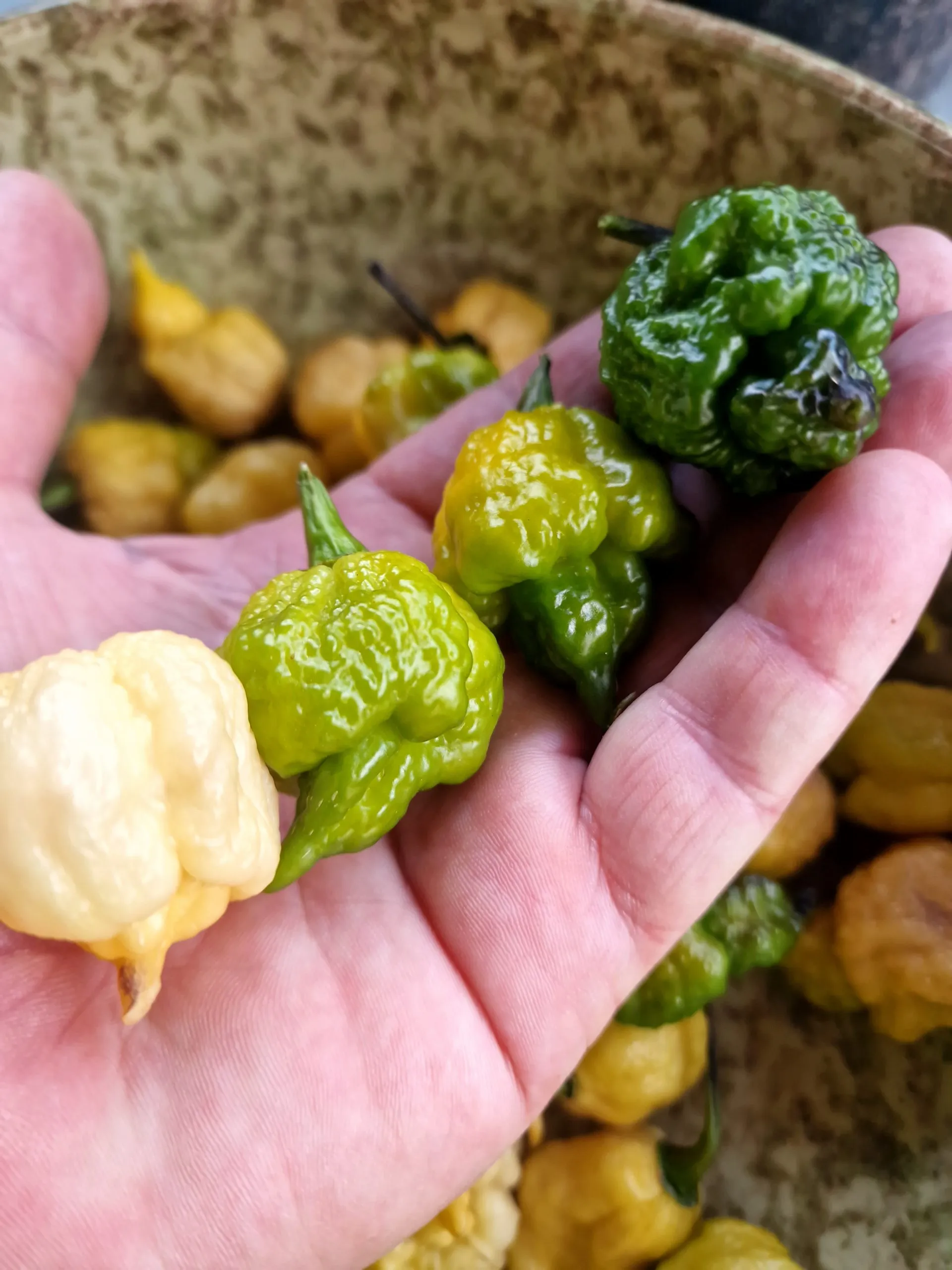 Da Hulk Chilli Seeds - Image 9