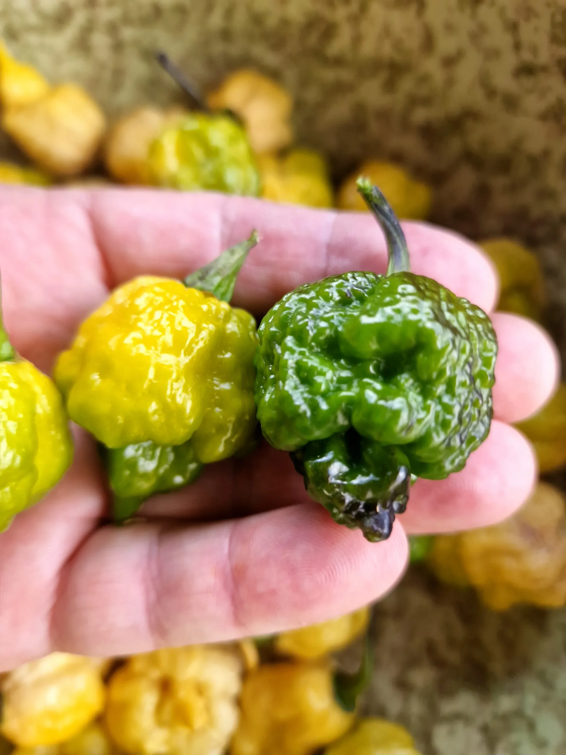 Da Hulk Chilli Seeds - Image 10