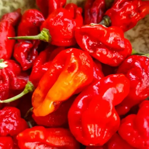 Maldivian Heart x Purple Bhut Chilli Seeds