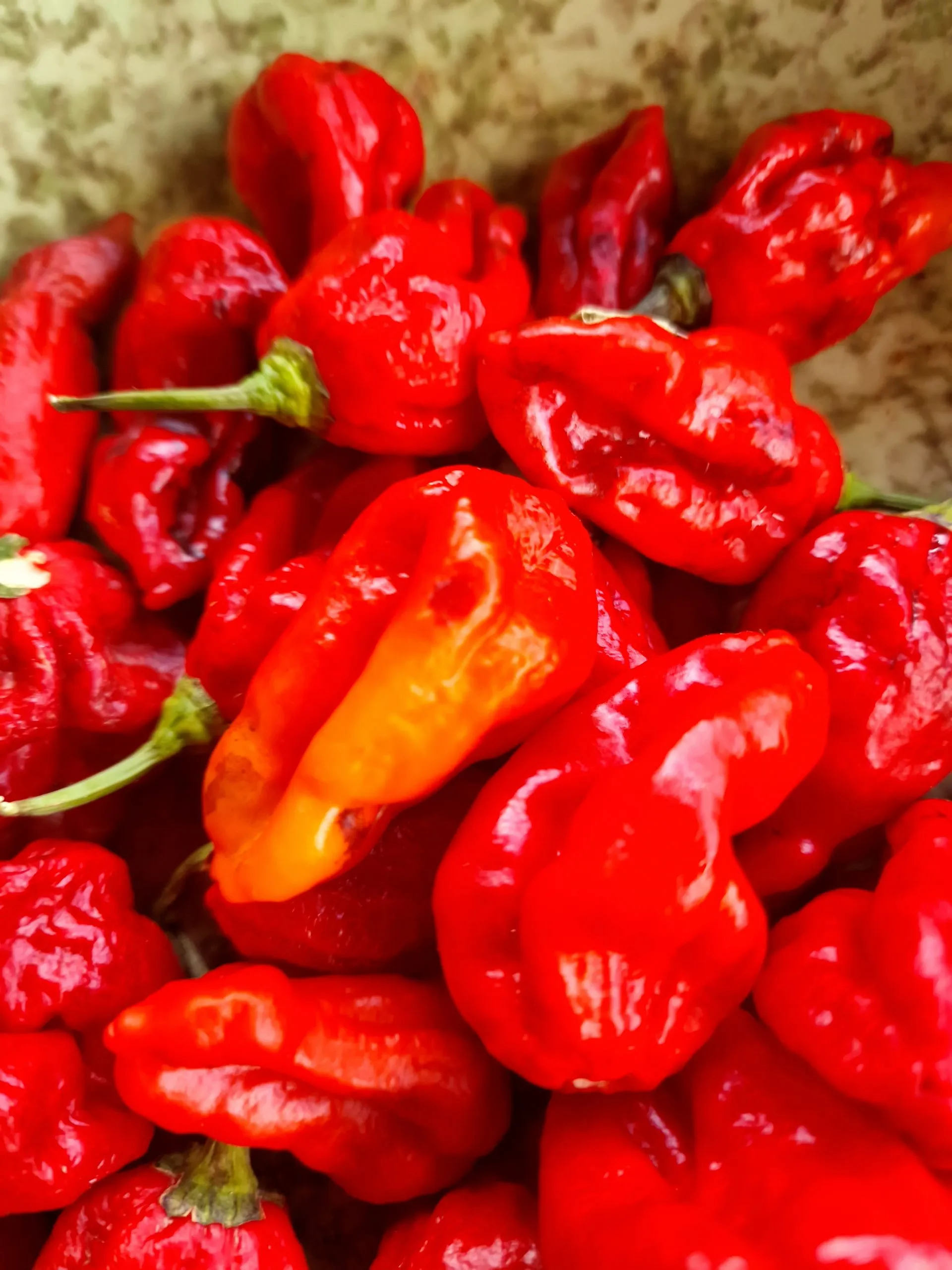 Maldivian Heart x Purple Bhut Chilli Seeds