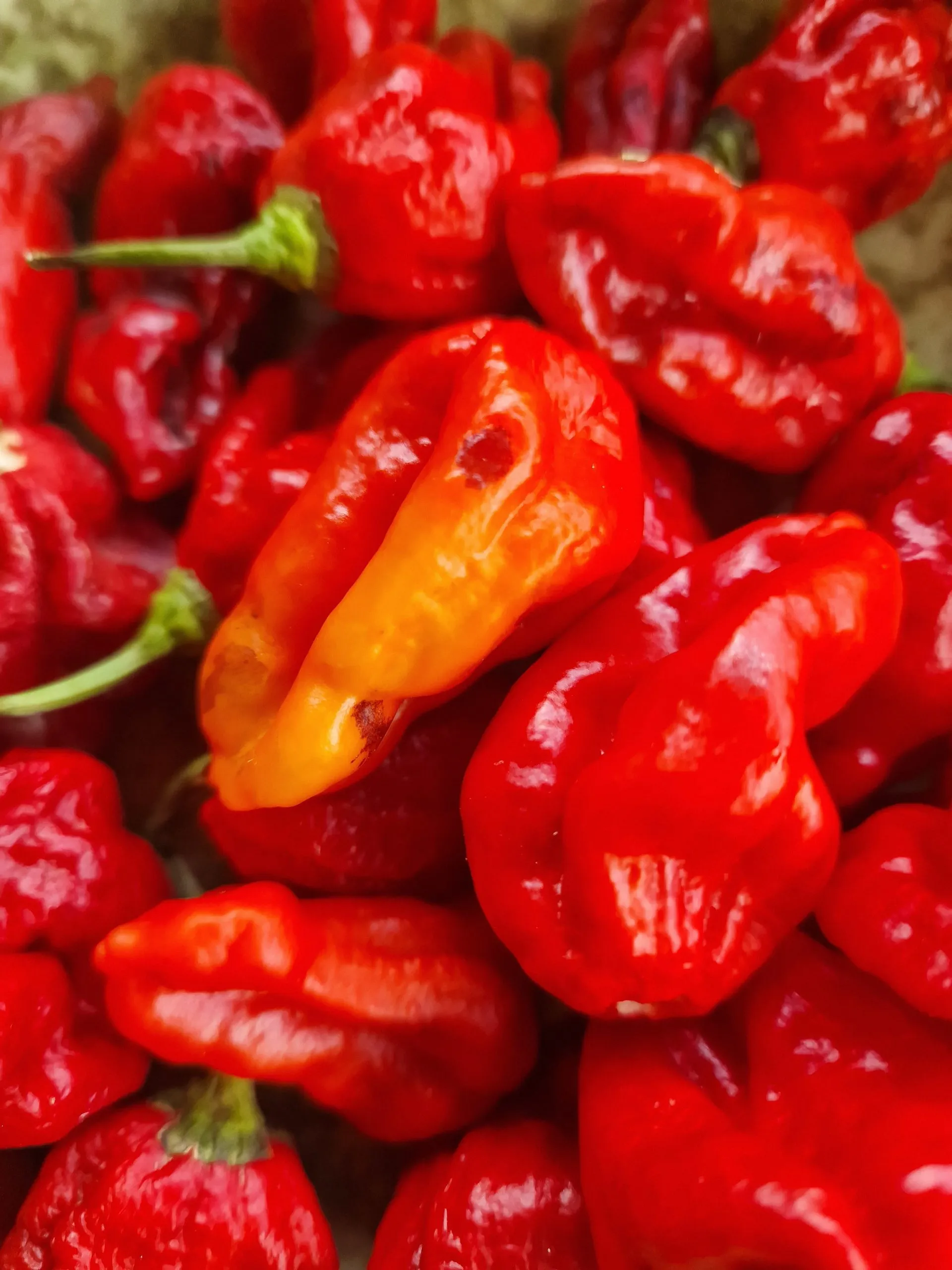 Maldivian Heart x Purple Bhut Chilli Seeds - Image 3