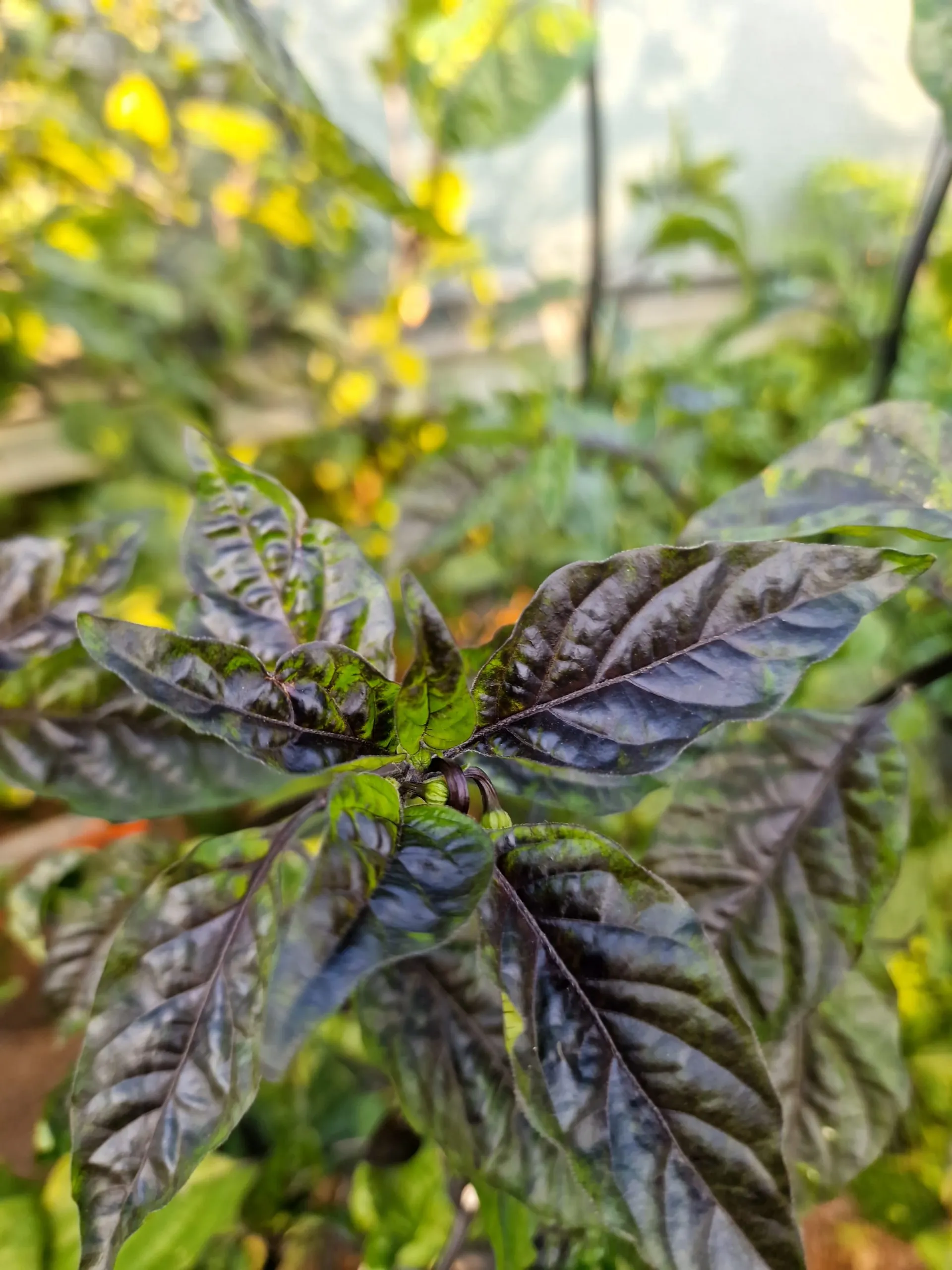 Da Hulk Chilli Seeds - Image 4