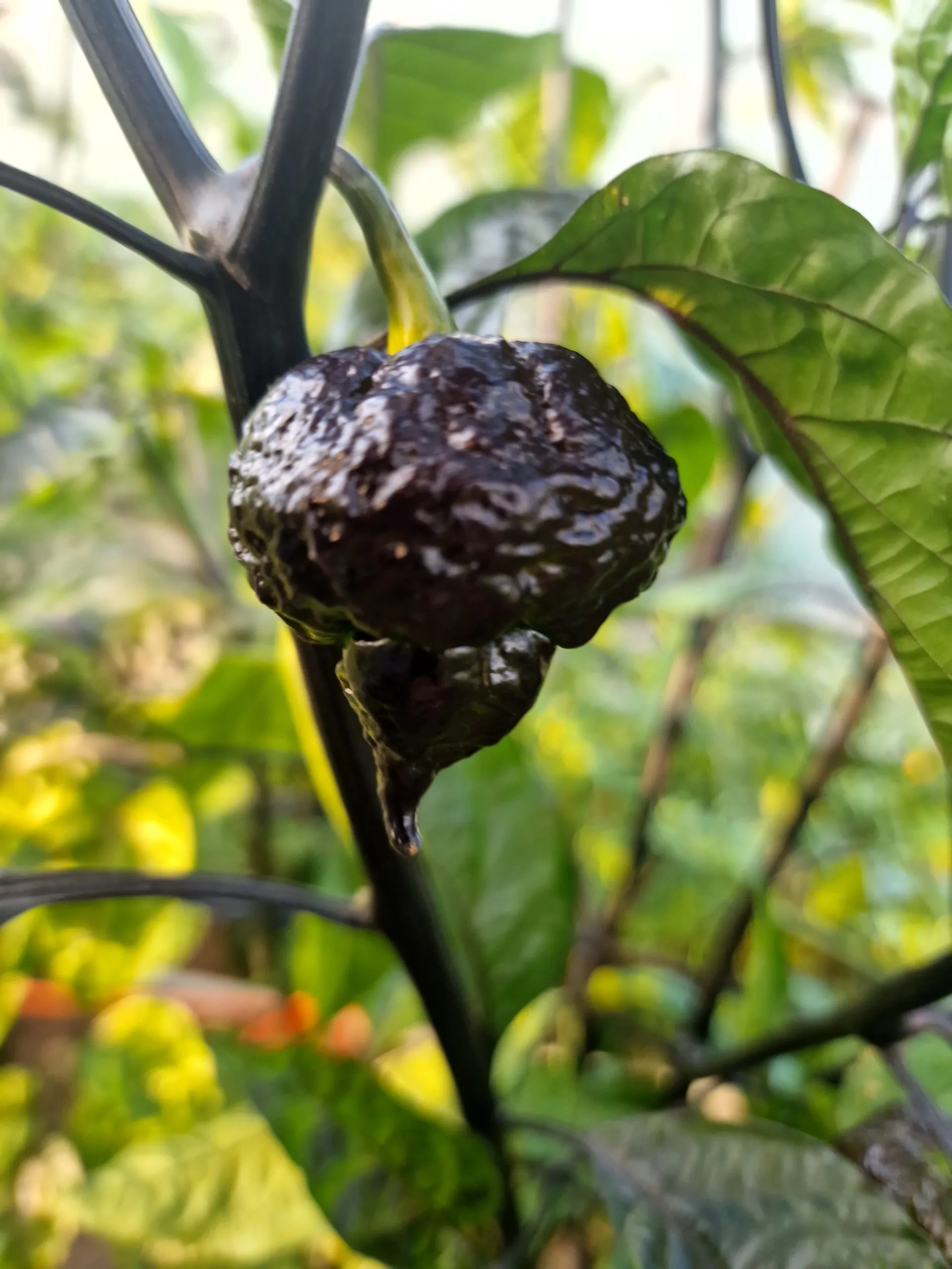 Da Hulk Chilli Seeds - Image 2