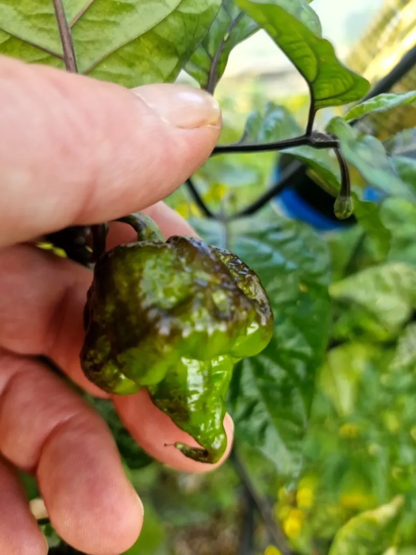 Da Hulk Chilli Seeds - Image 6