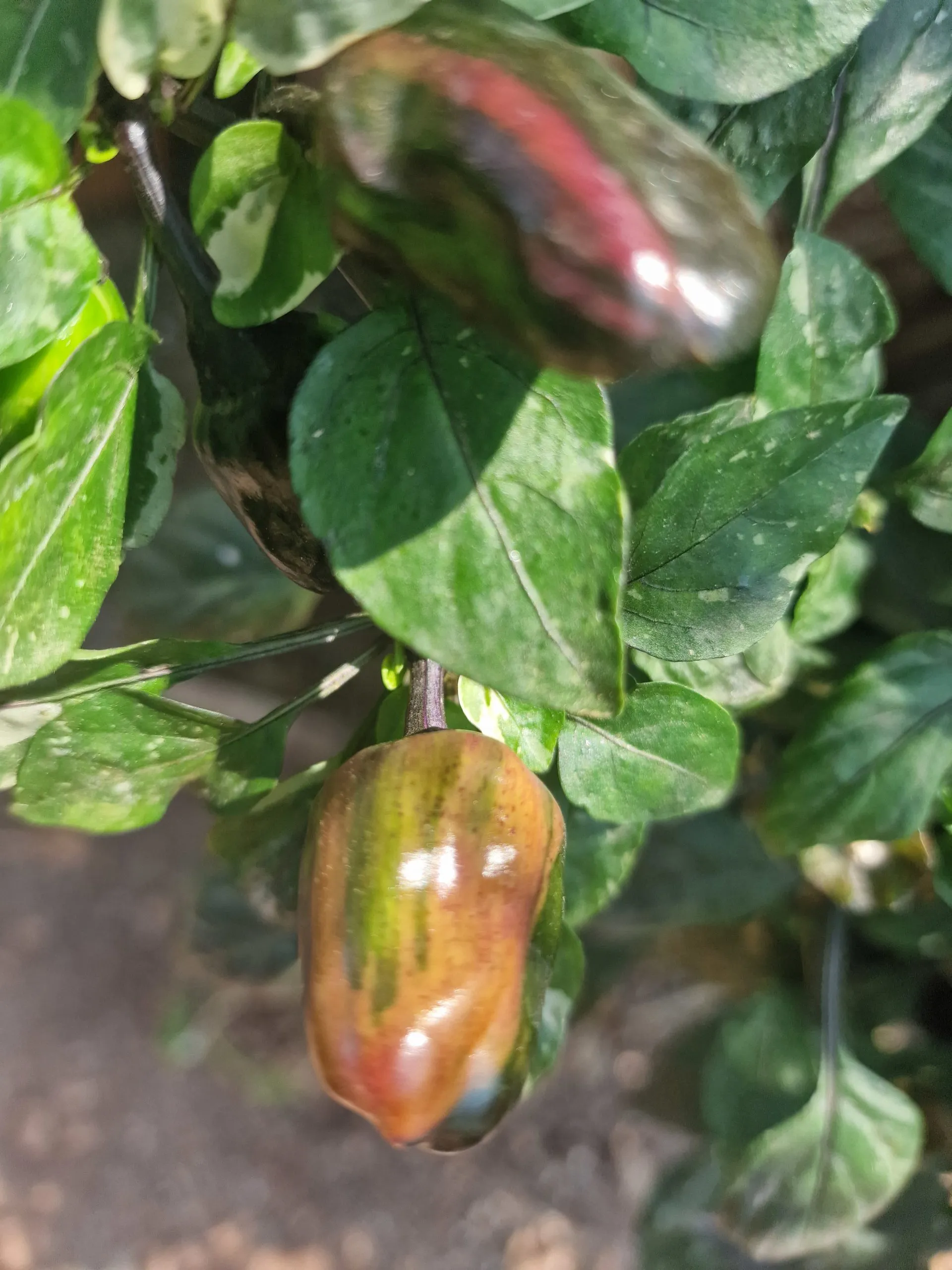 Scarlett Variegated X Purple Flash Chilli Seeds - Image 6