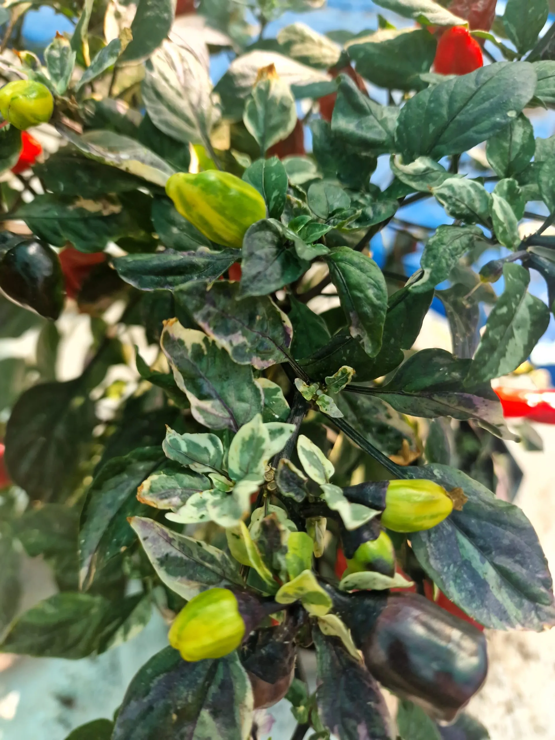 Scarlett Variegated X Purple Flash Chilli Seeds - Image 7
