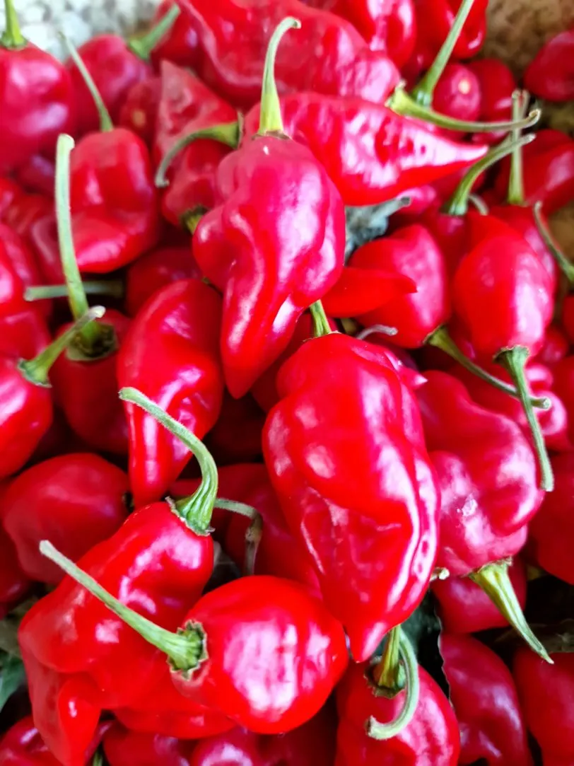 Habanero Maya Chilli Seeds - Image 5