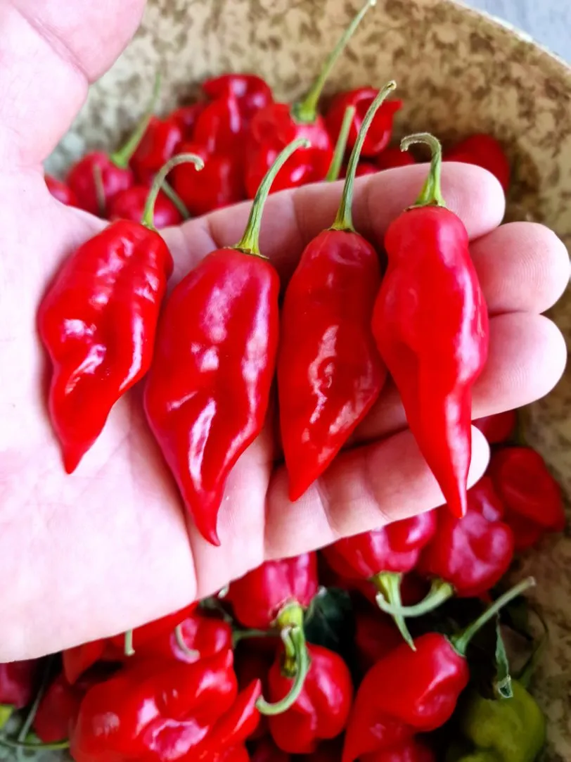 Habanero Maya Chilli Seeds - Image 2
