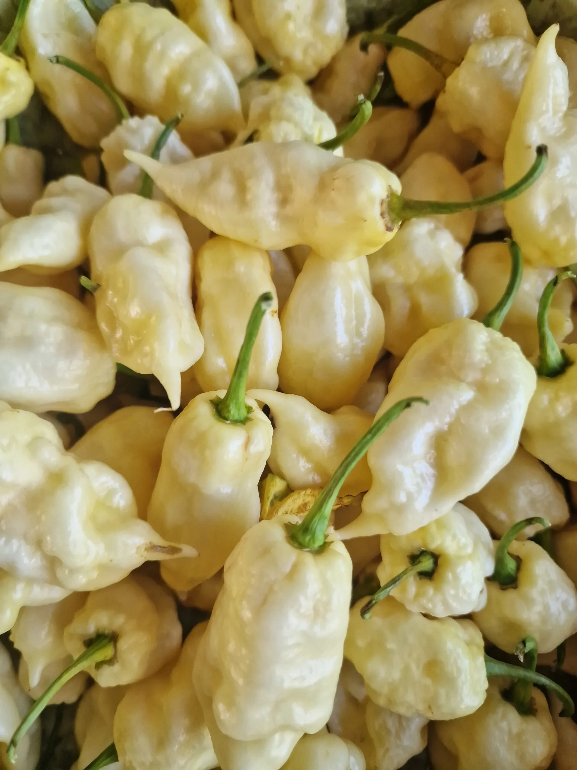 White Knight Chilli Seeds - Jays White Ghost Scorpion - Image 4